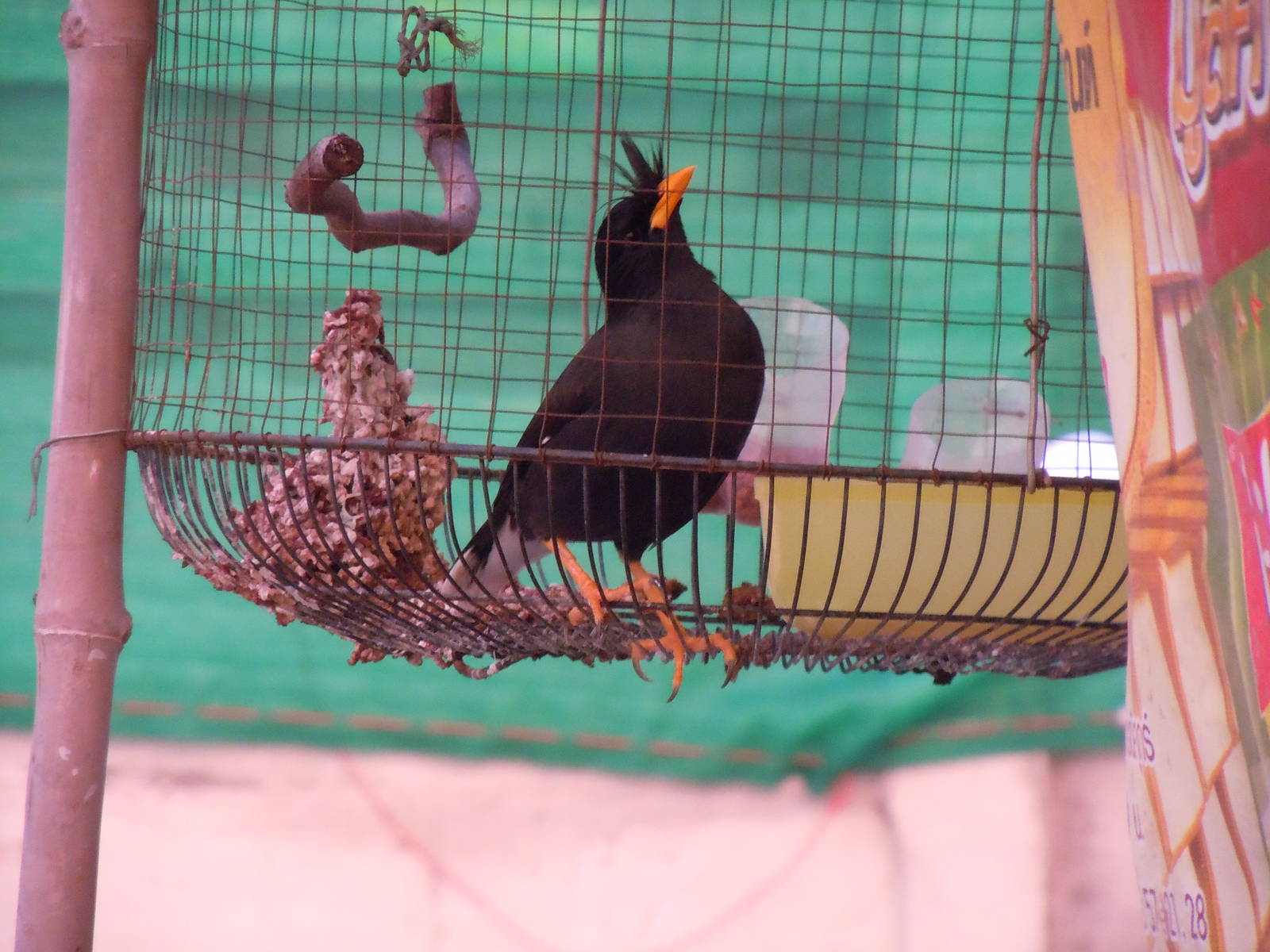 Great Myna - Bangkok