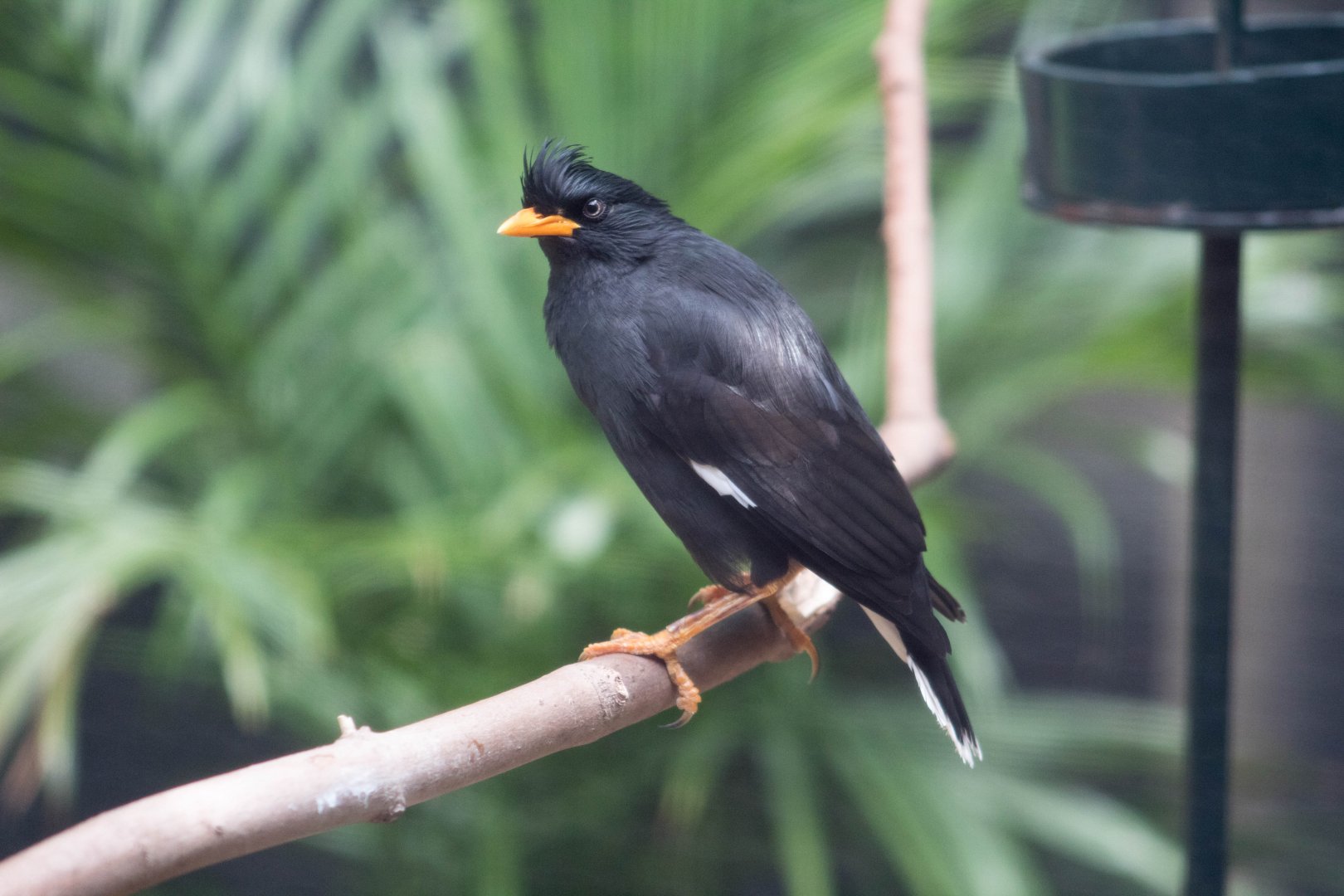Great myna