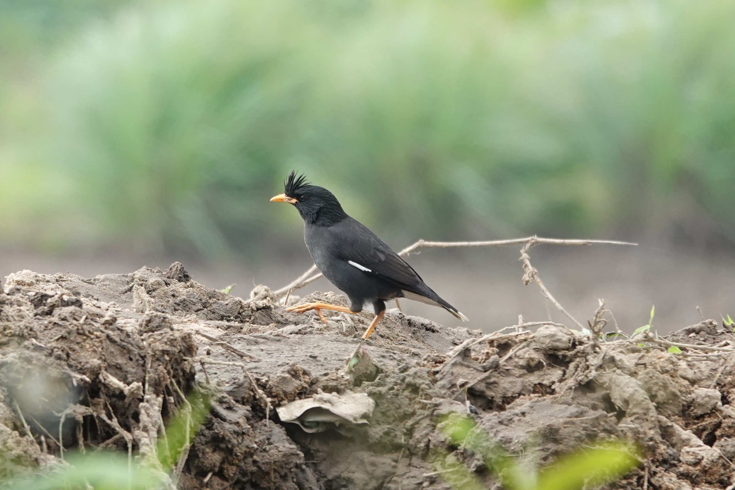 Great Myna