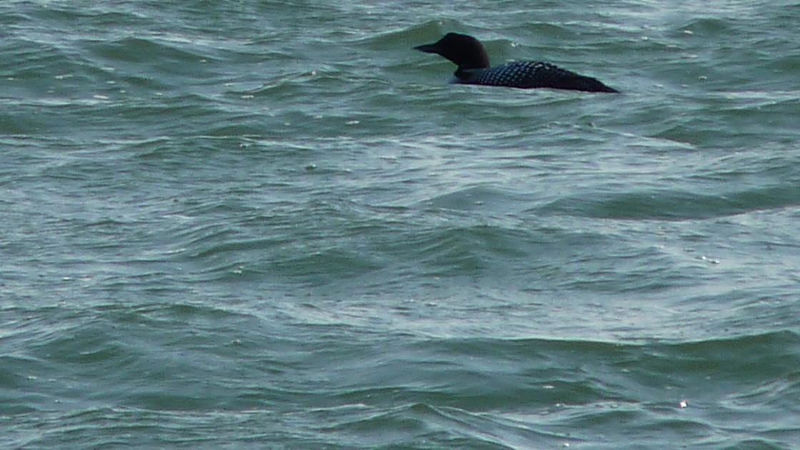 Great Northern Diver