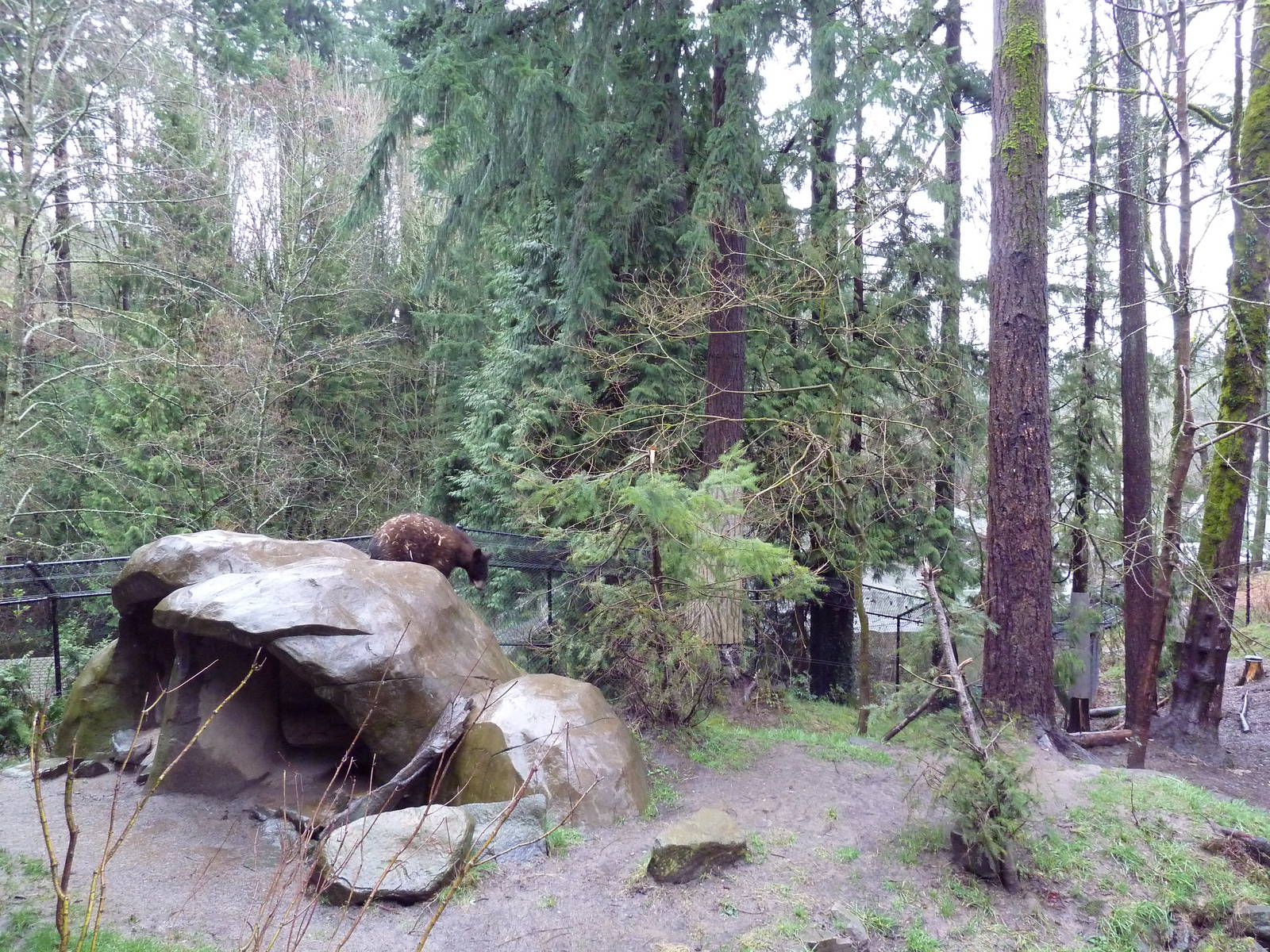 Great Northwest - American Black Bear Exhibit