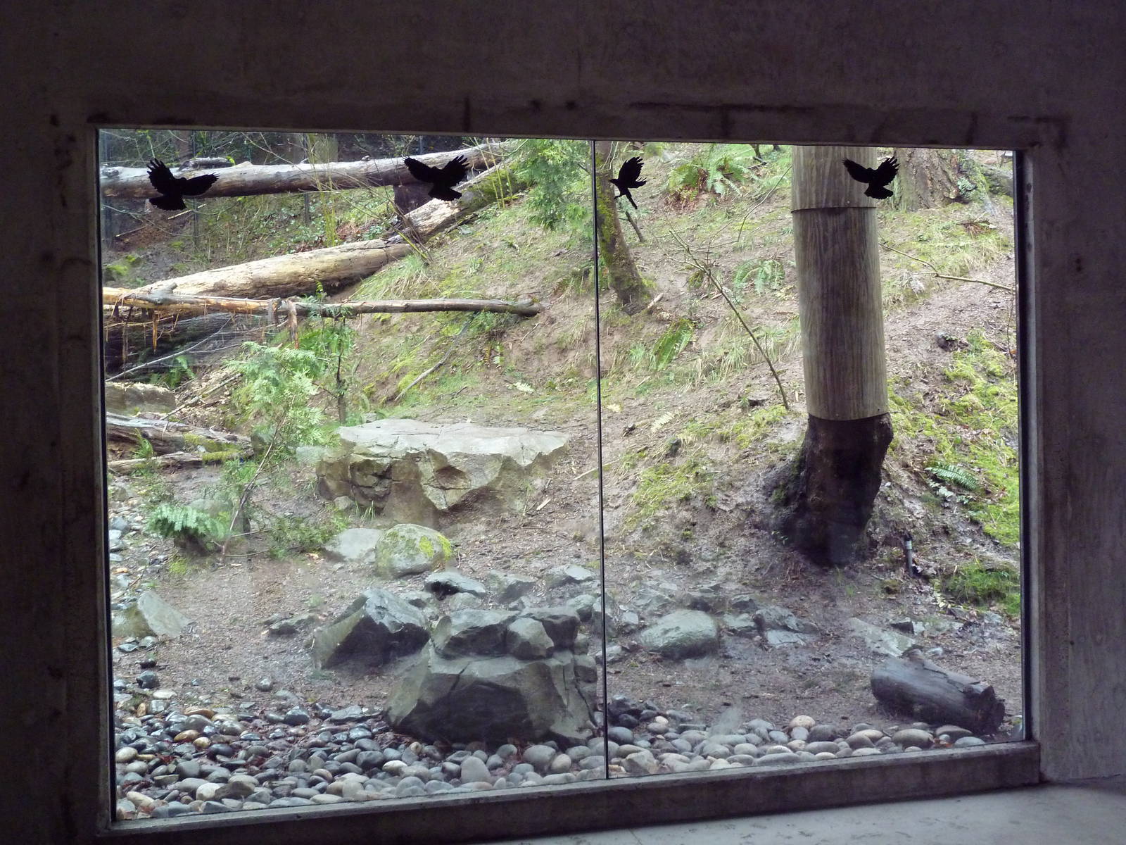 Great Northwest - American Black Bear Exhibit