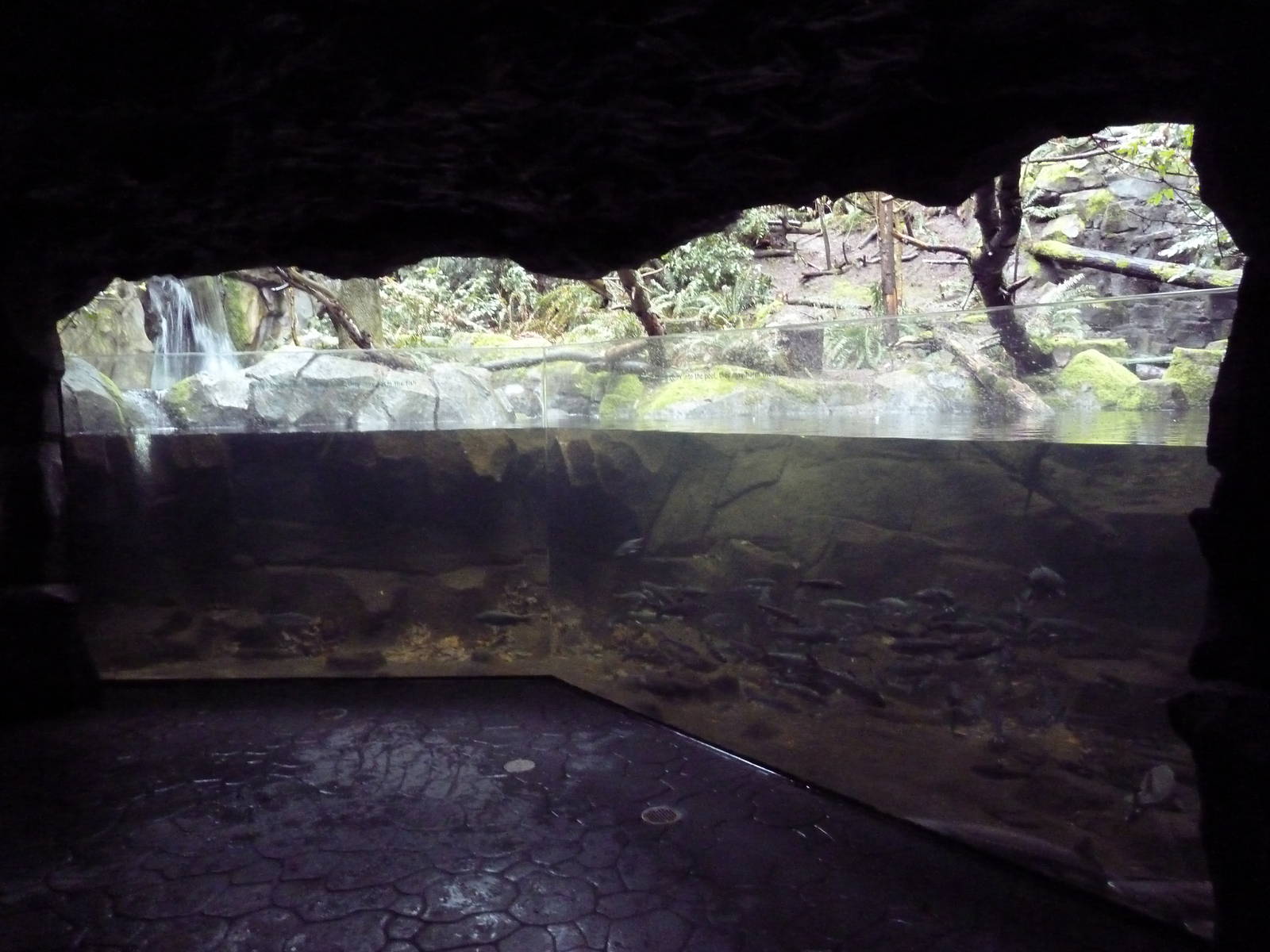Great Northwest - Bald Eagle Exhibit