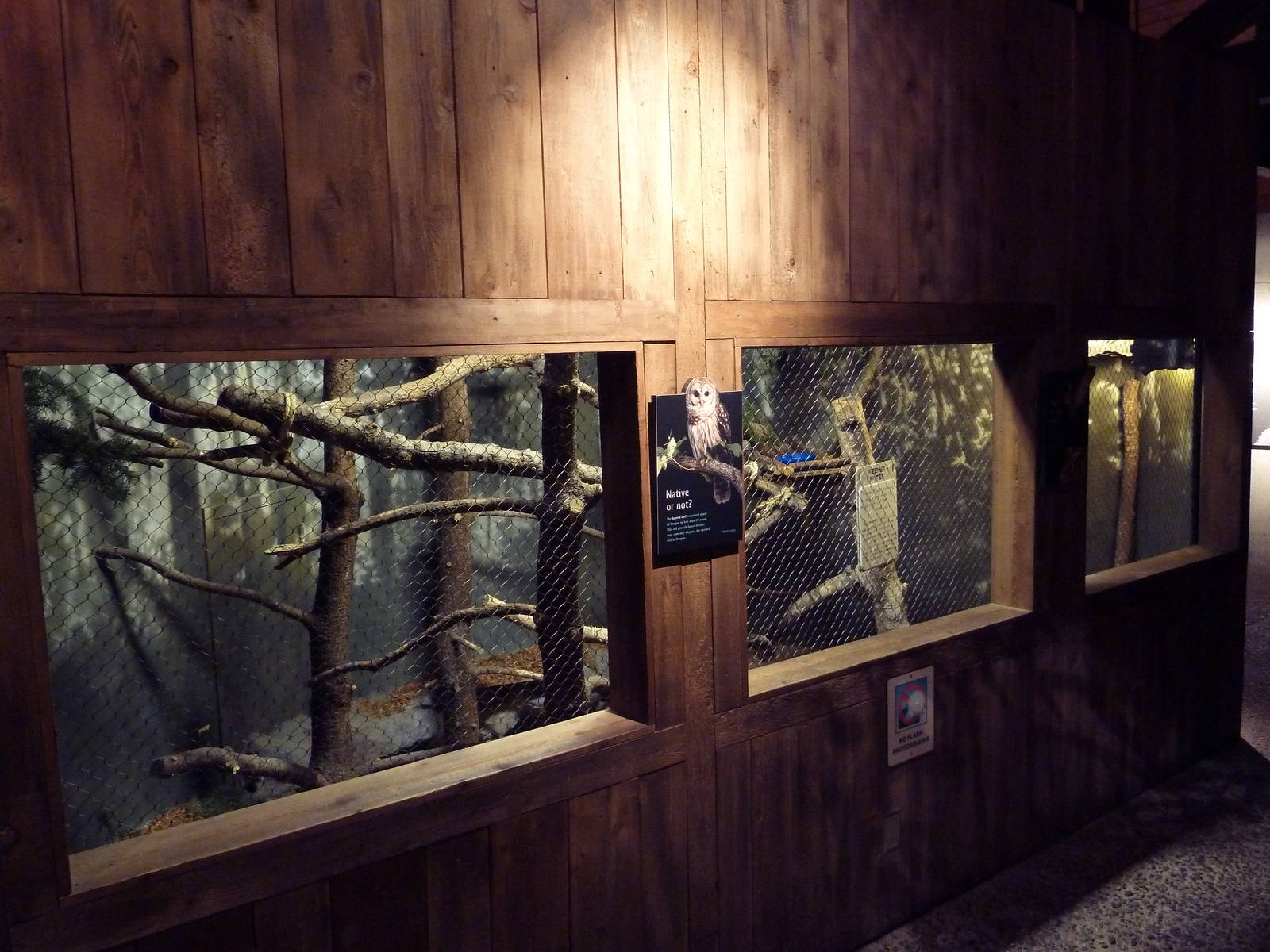 Great Northwest - Barred Owl Exhibit