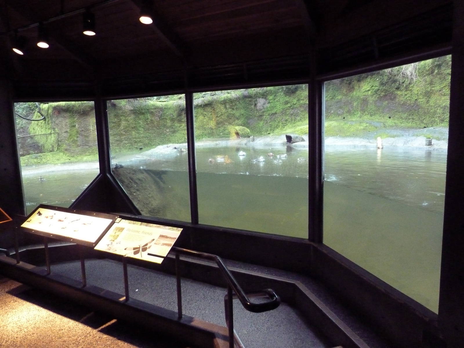 Great Northwest - Beaver Exhibit