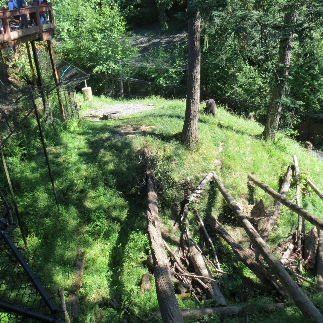 Great Northwest - Black Bear Exhibit