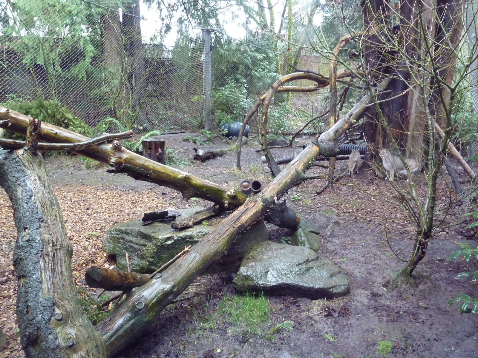 Great Northwest - Bobcat Exhibit
