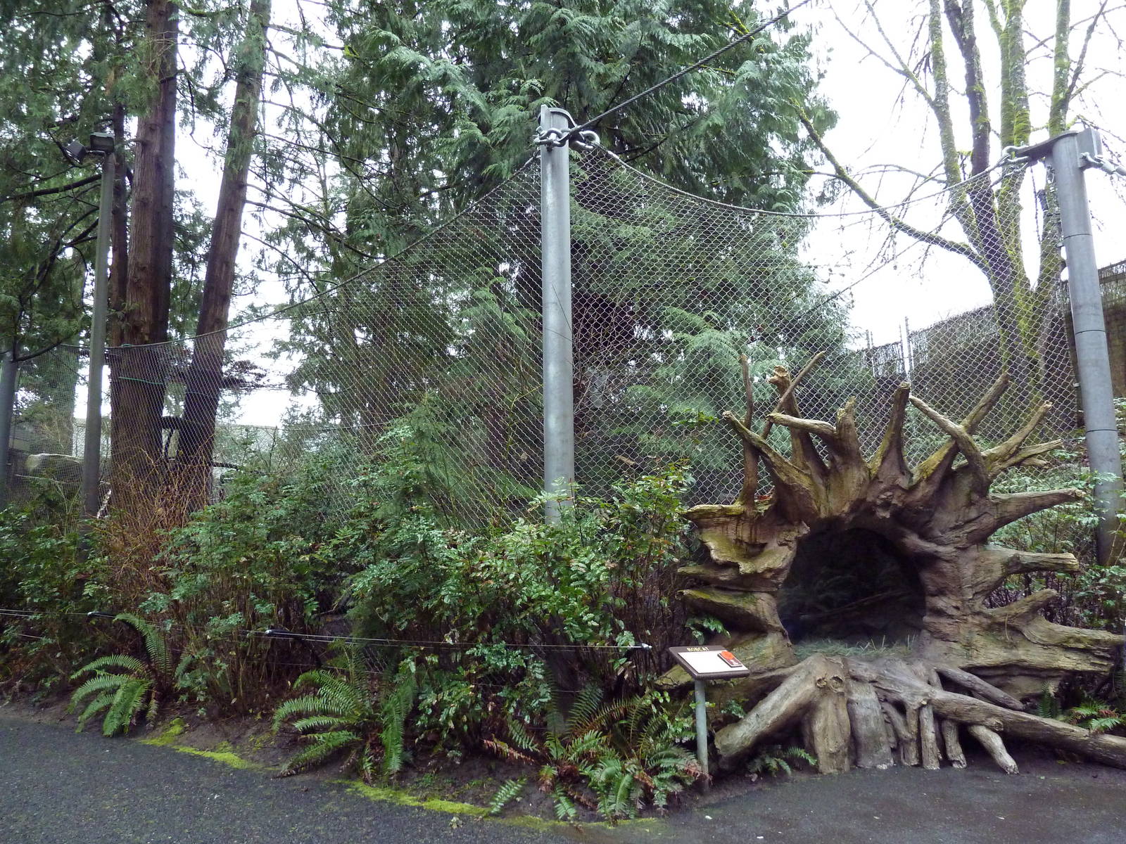 Great Northwest - Bobcat Exhibit