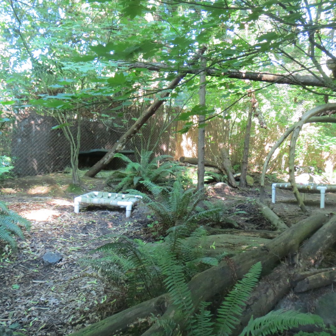 Great Northwest - Bobcat Exhibit