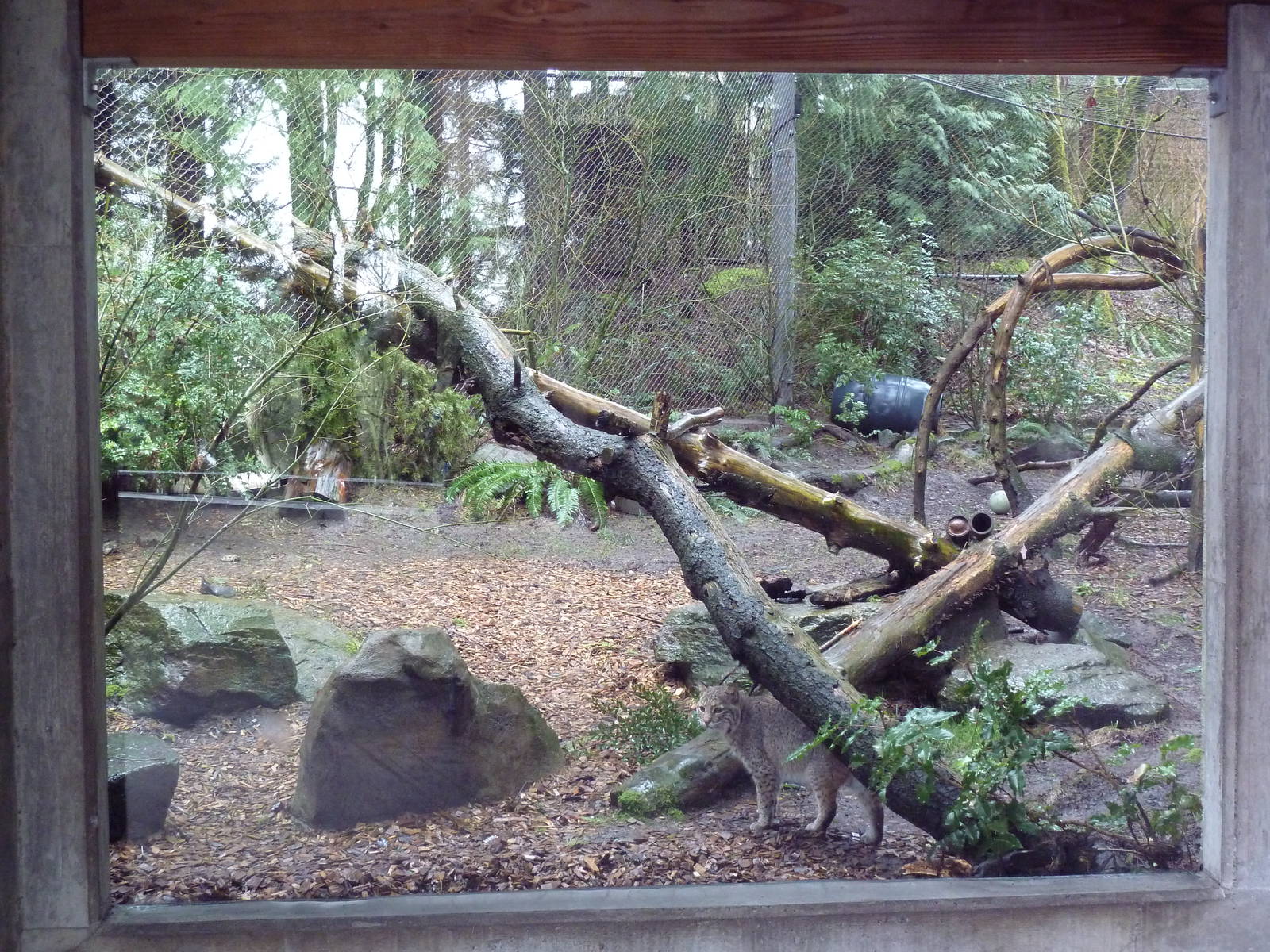 Great Northwest - Bobcat