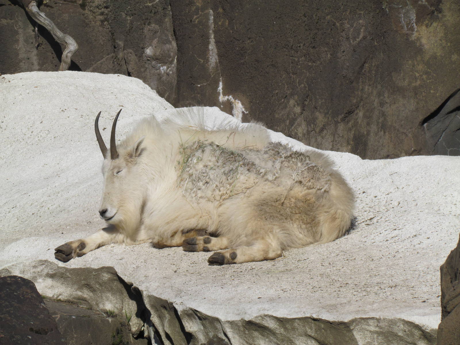 Great Northwest - Cascade Crest