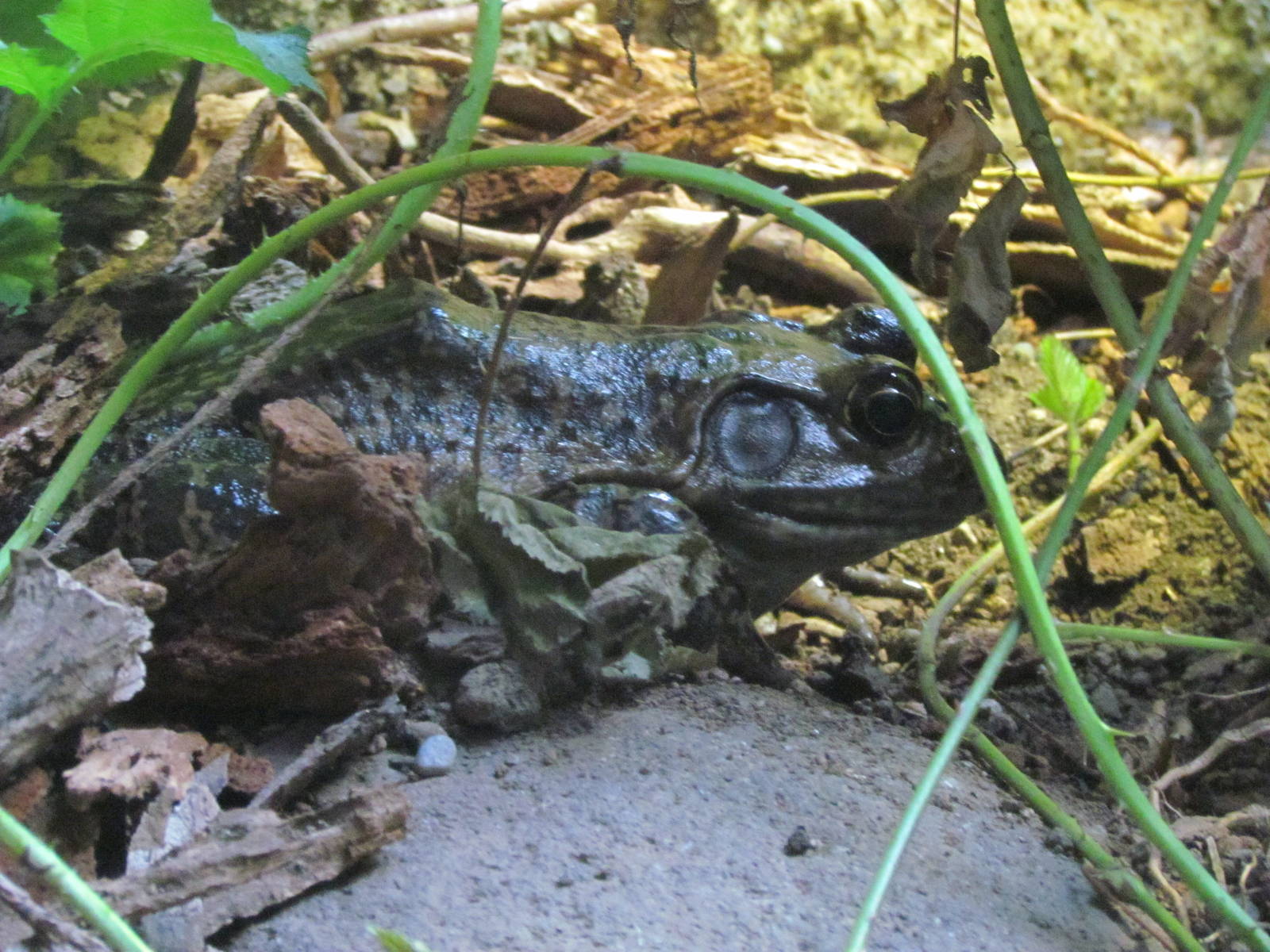 Great Northwest - Cascade Stream and Pond