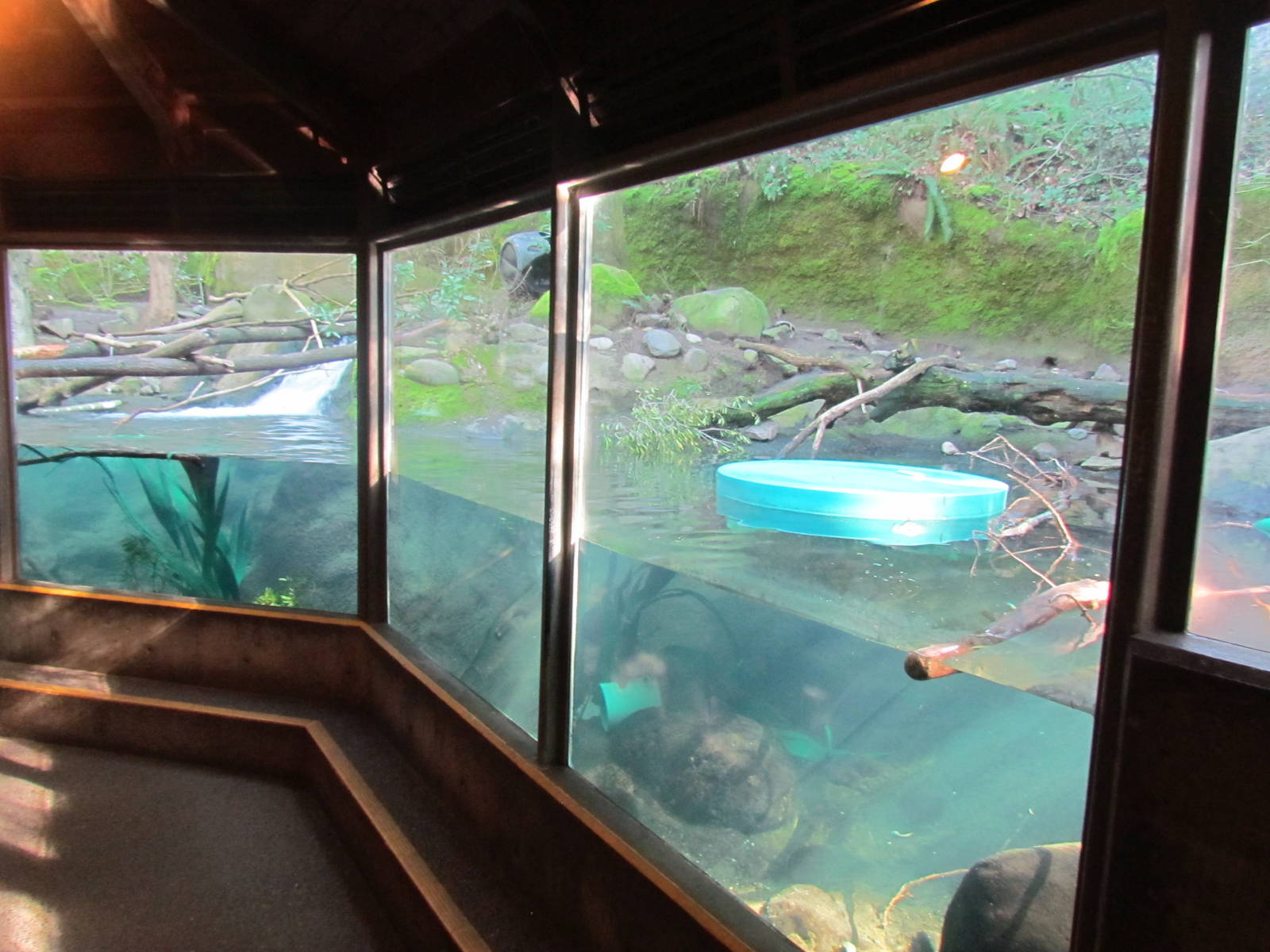 Great Northwest - Cascade Stream and Pond