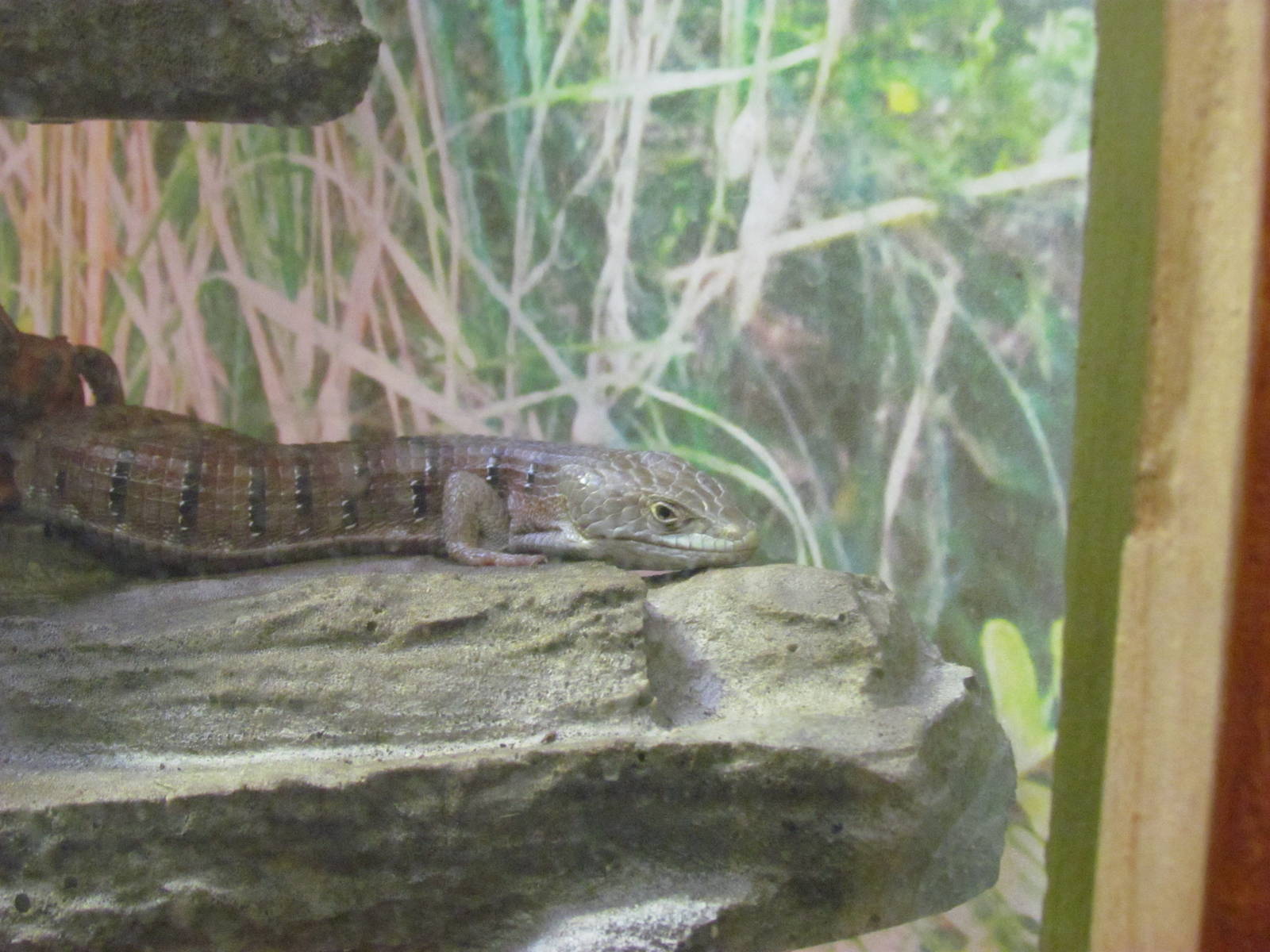 Great Northwest - Cascade Stream and Pond