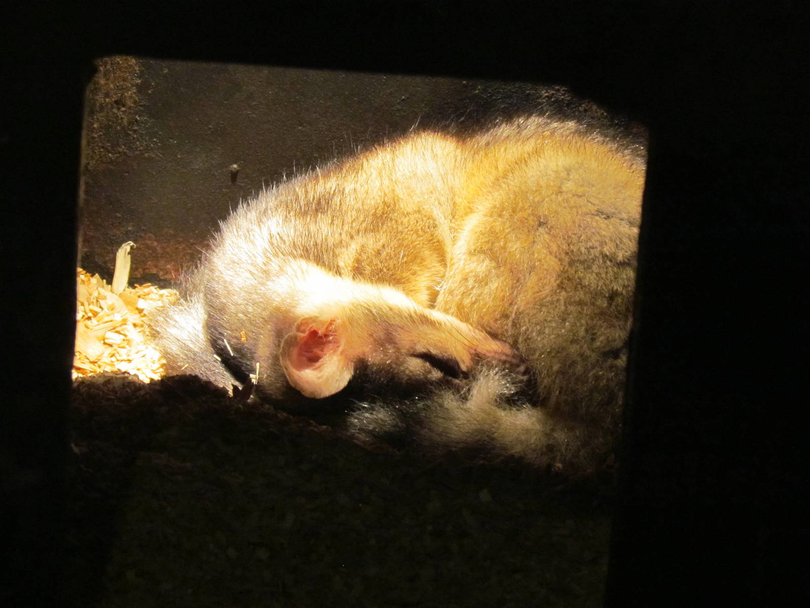 Great Northwest - Cascade Stream and Pond