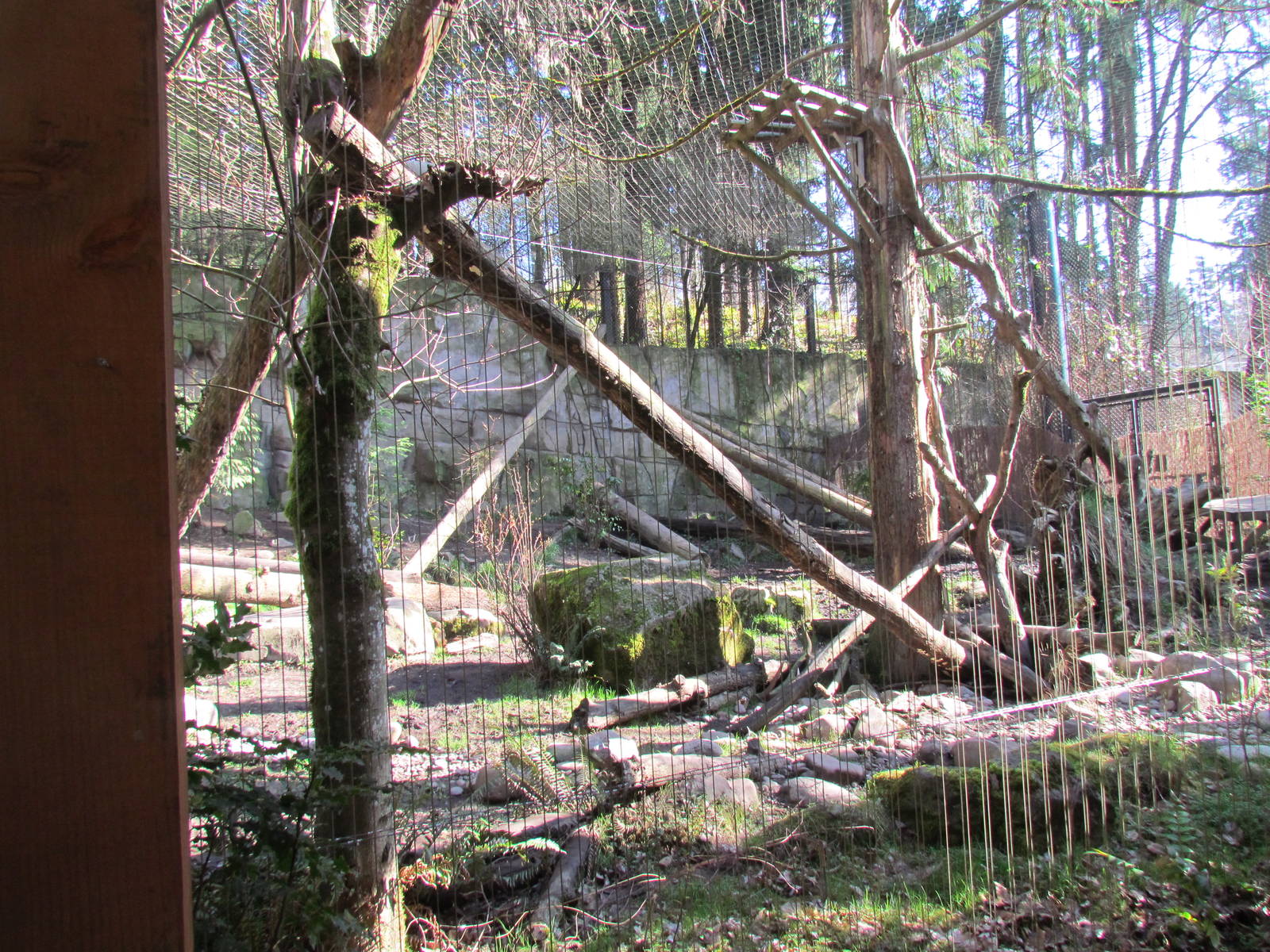 Great Northwest - Cougar Crossing