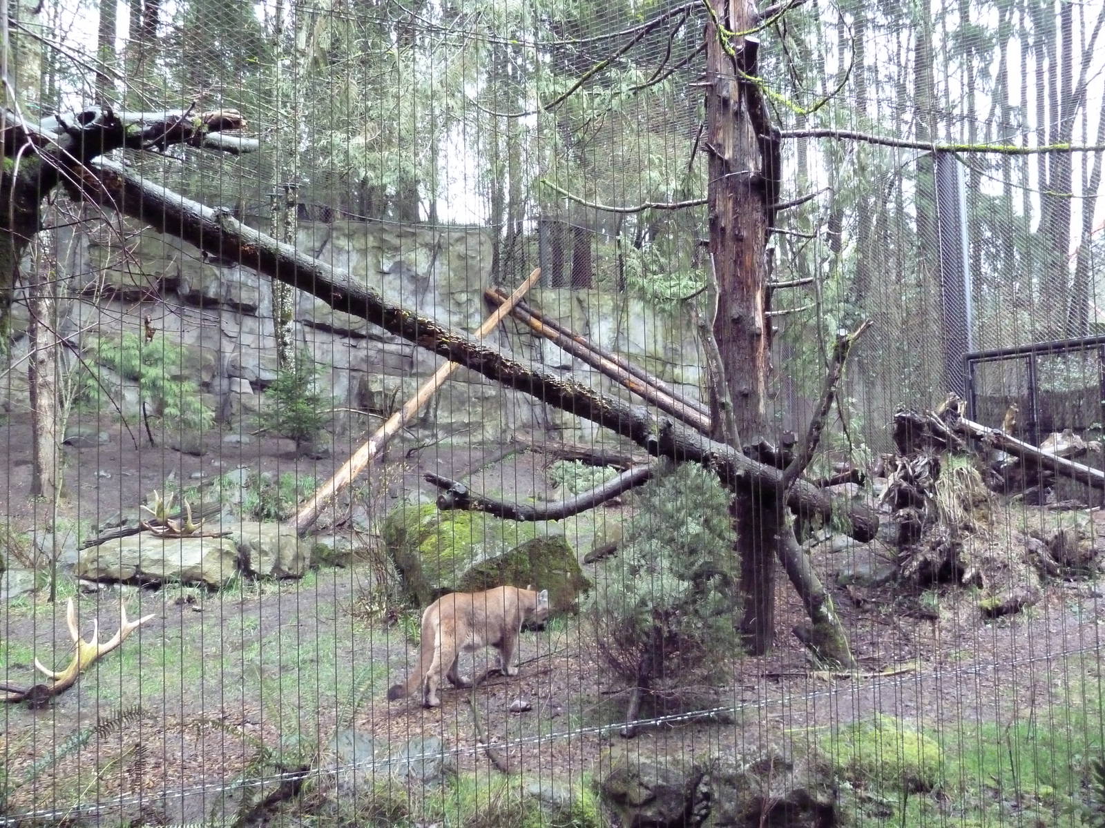 Great Northwest - Cougar Exhibit