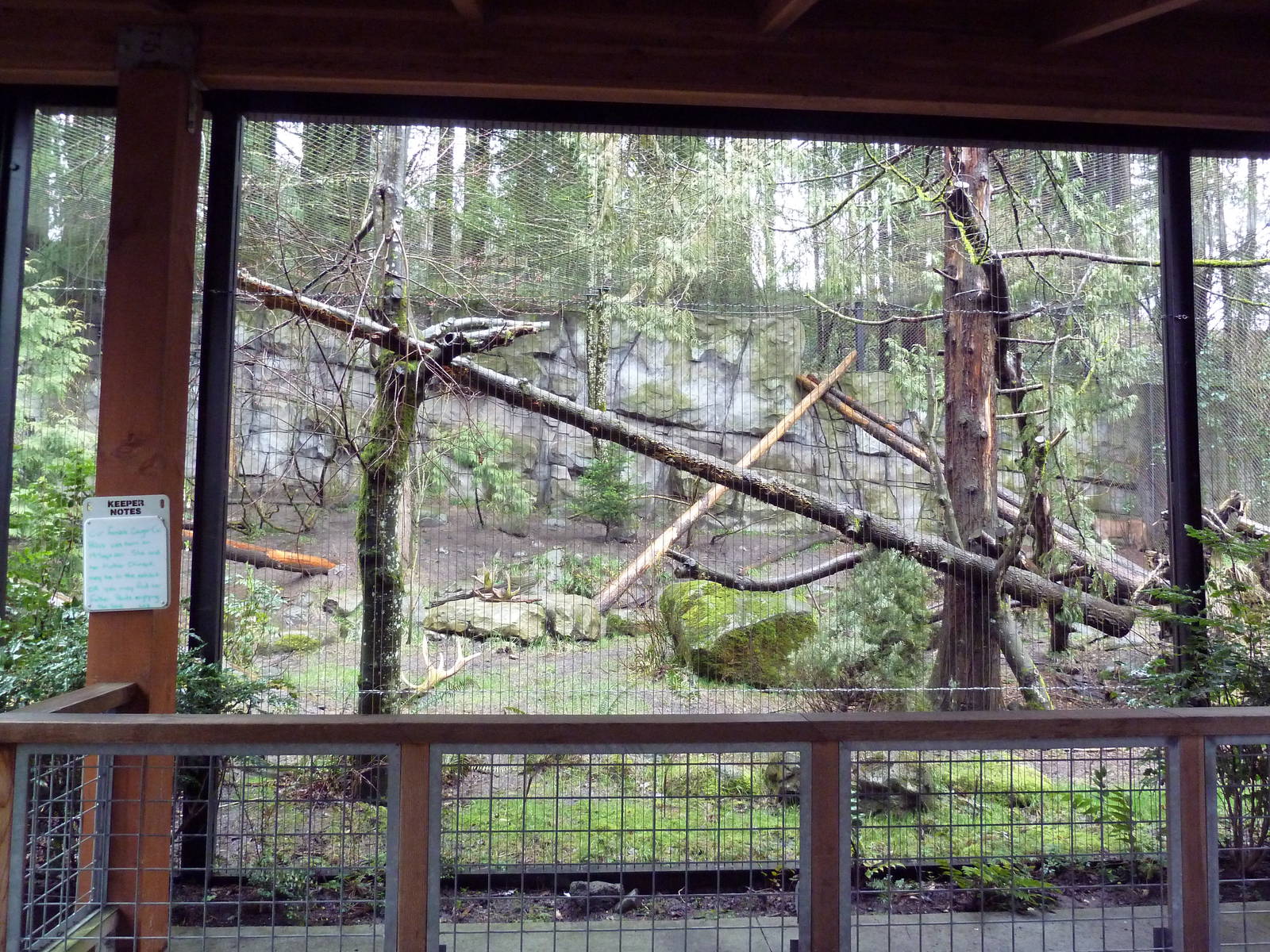 Great Northwest - Cougar Exhibit