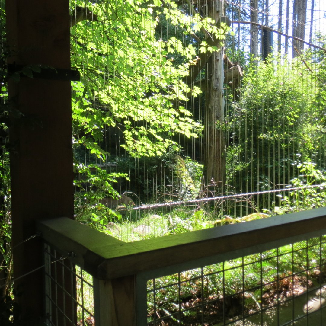 Great Northwest - Cougar Exhibit