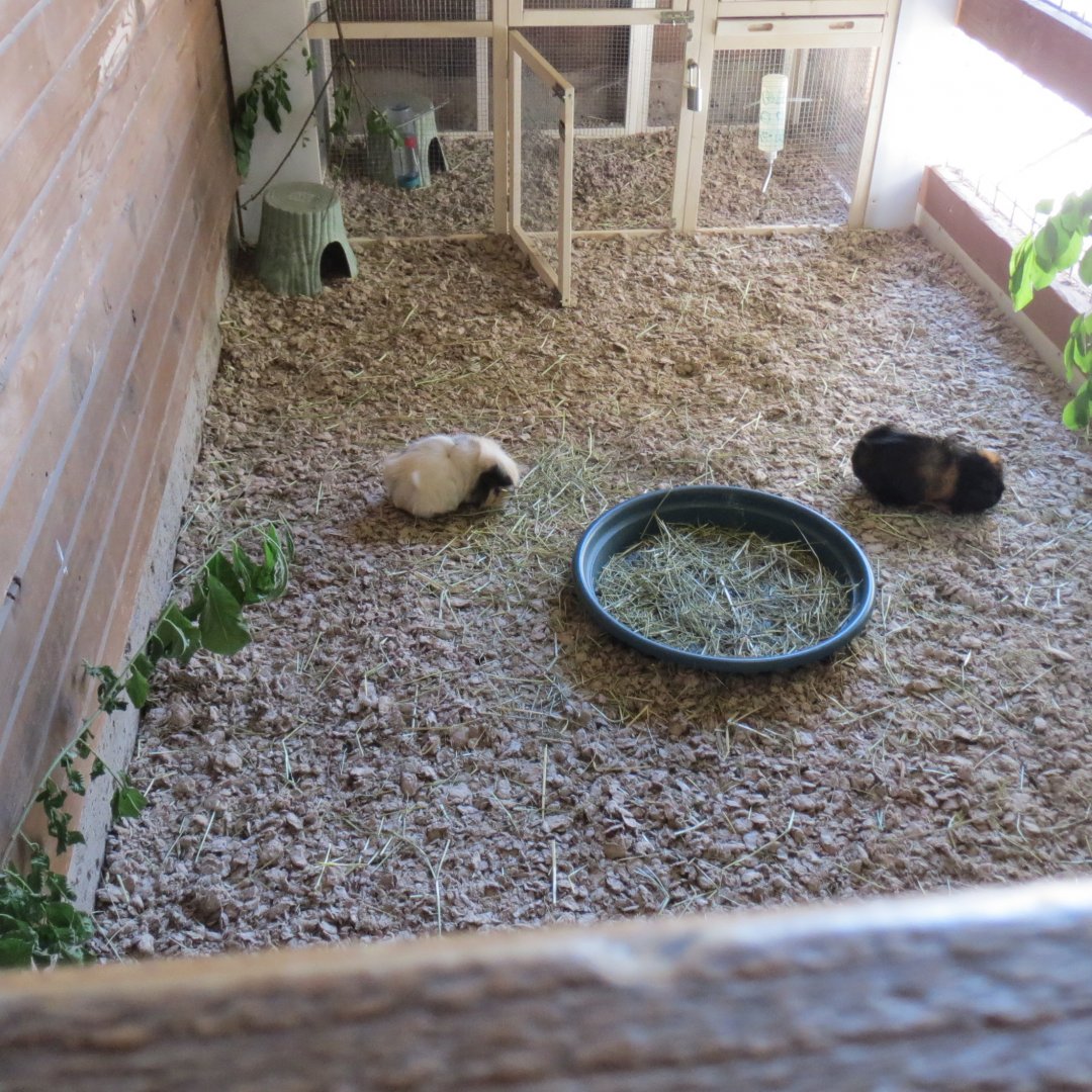 Great Northwest - Guinea Pig Exhibit