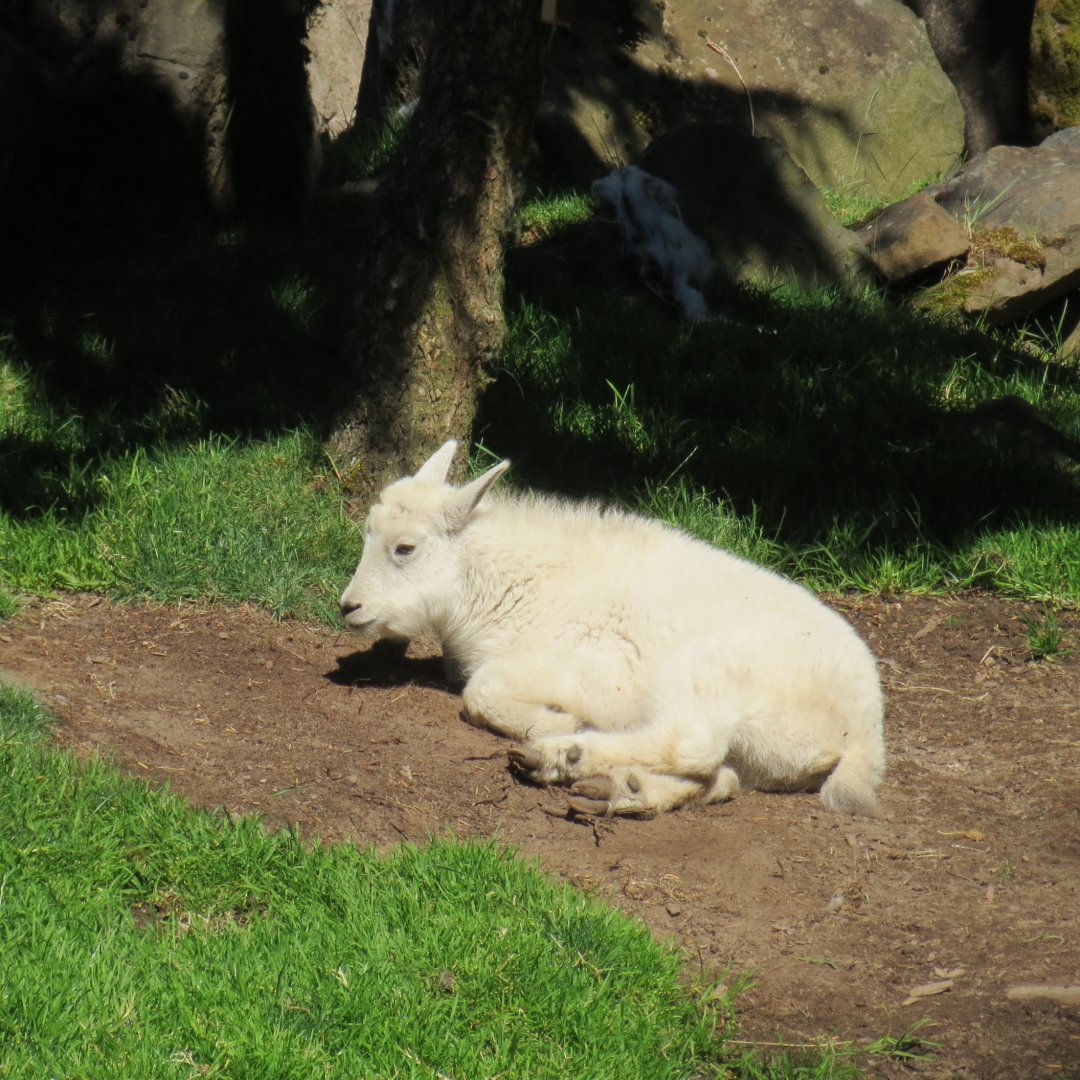 Great Northwest - Mountain Goat Kid