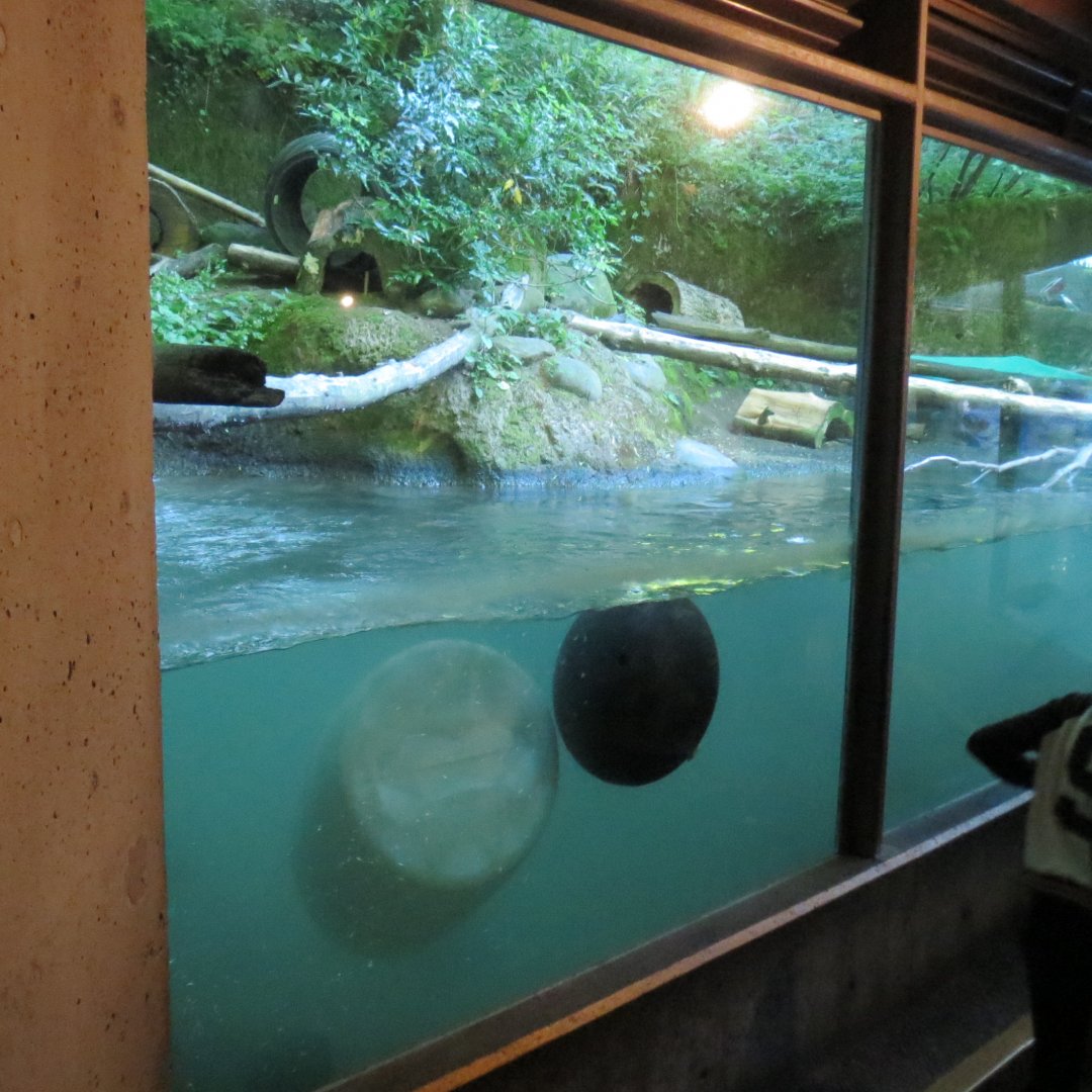 Great Northwest - North American River Otter Exhibit