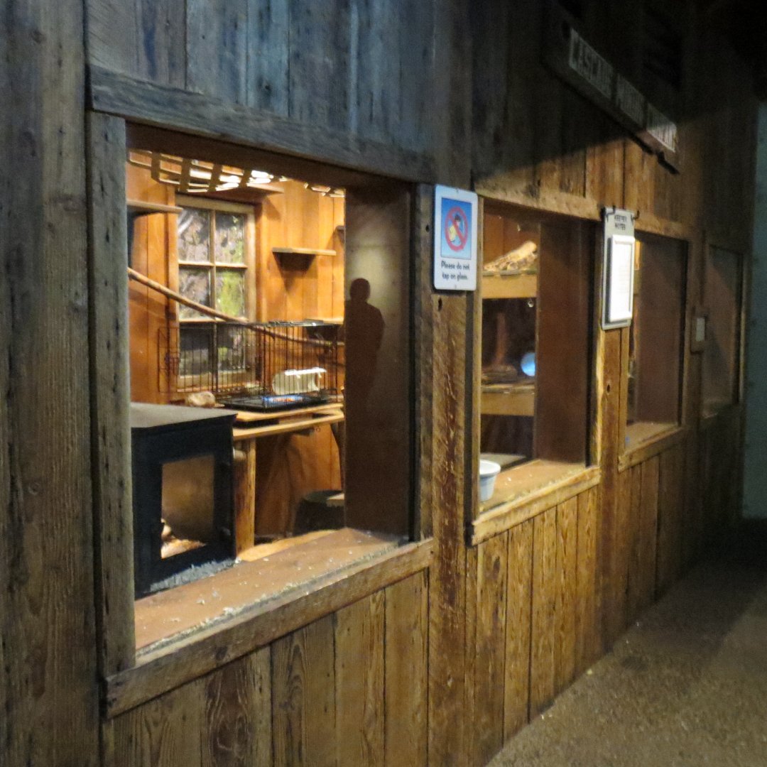 Great Northwest - Ringtail Exhibit