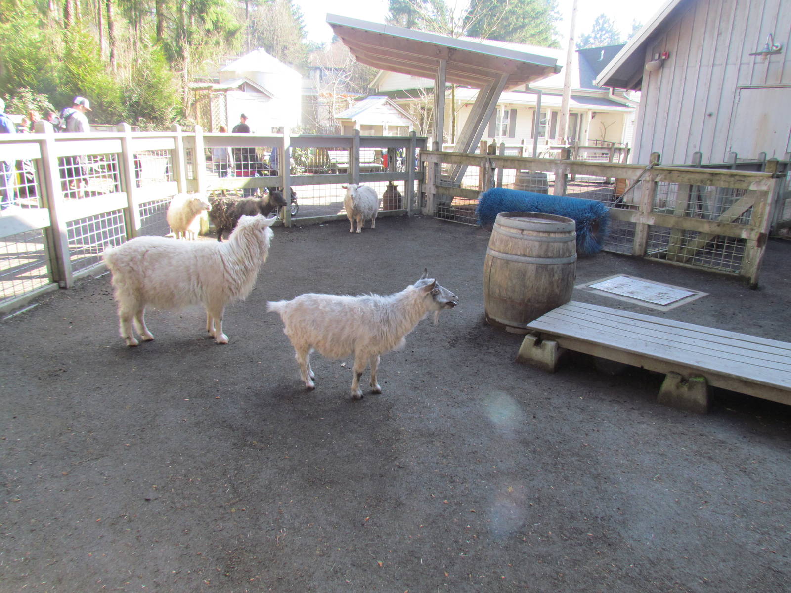 Great Northwest - Trillium Creek Family Farm