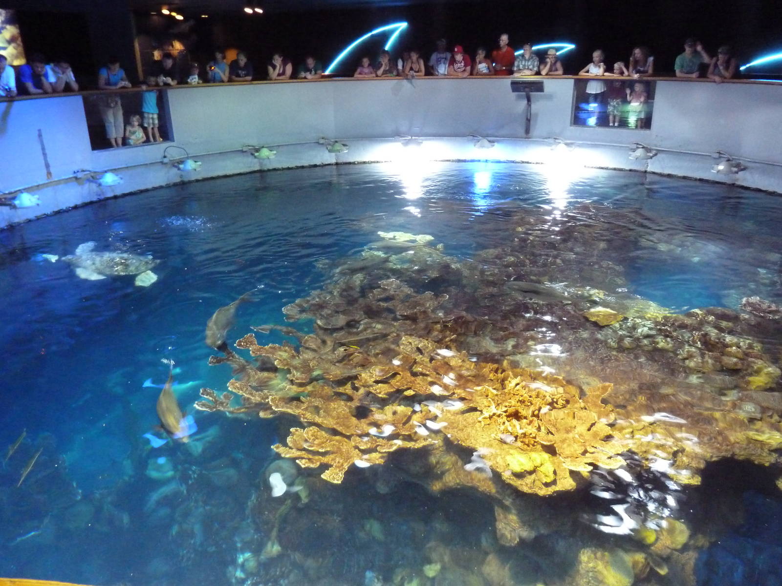 Great Ocean Tank - Top View