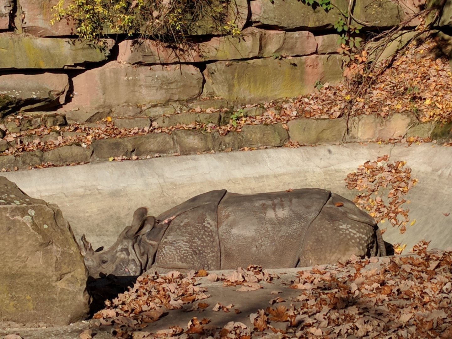 Great one Horned Rhino