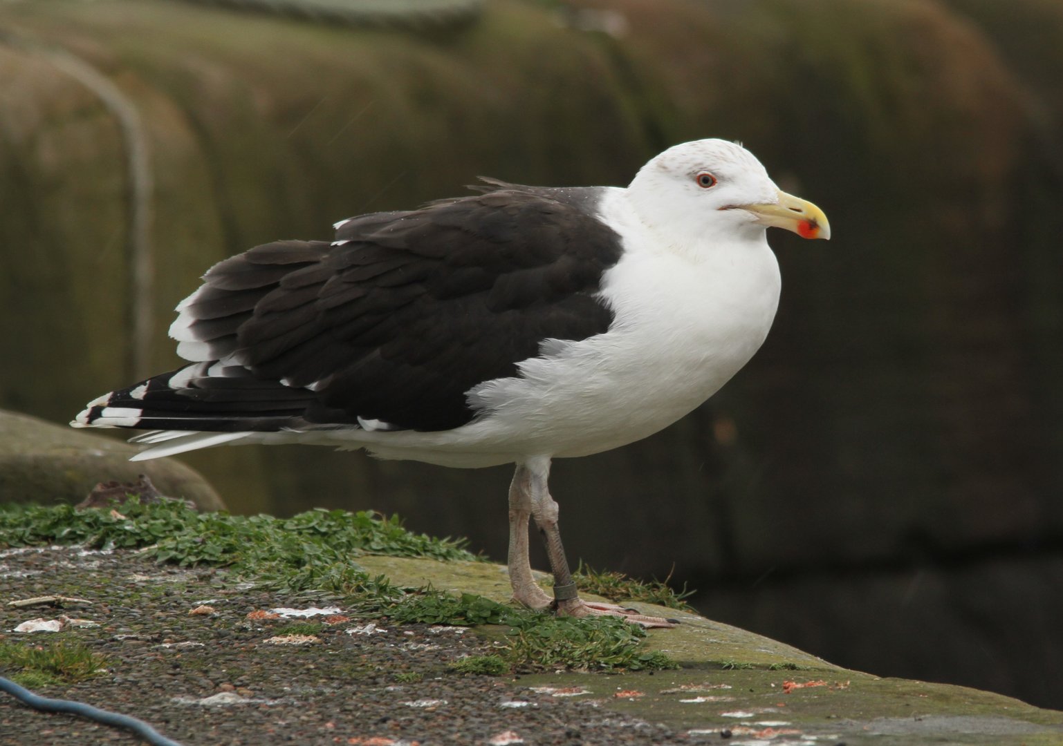Great or Lesser Black-backed Gull?