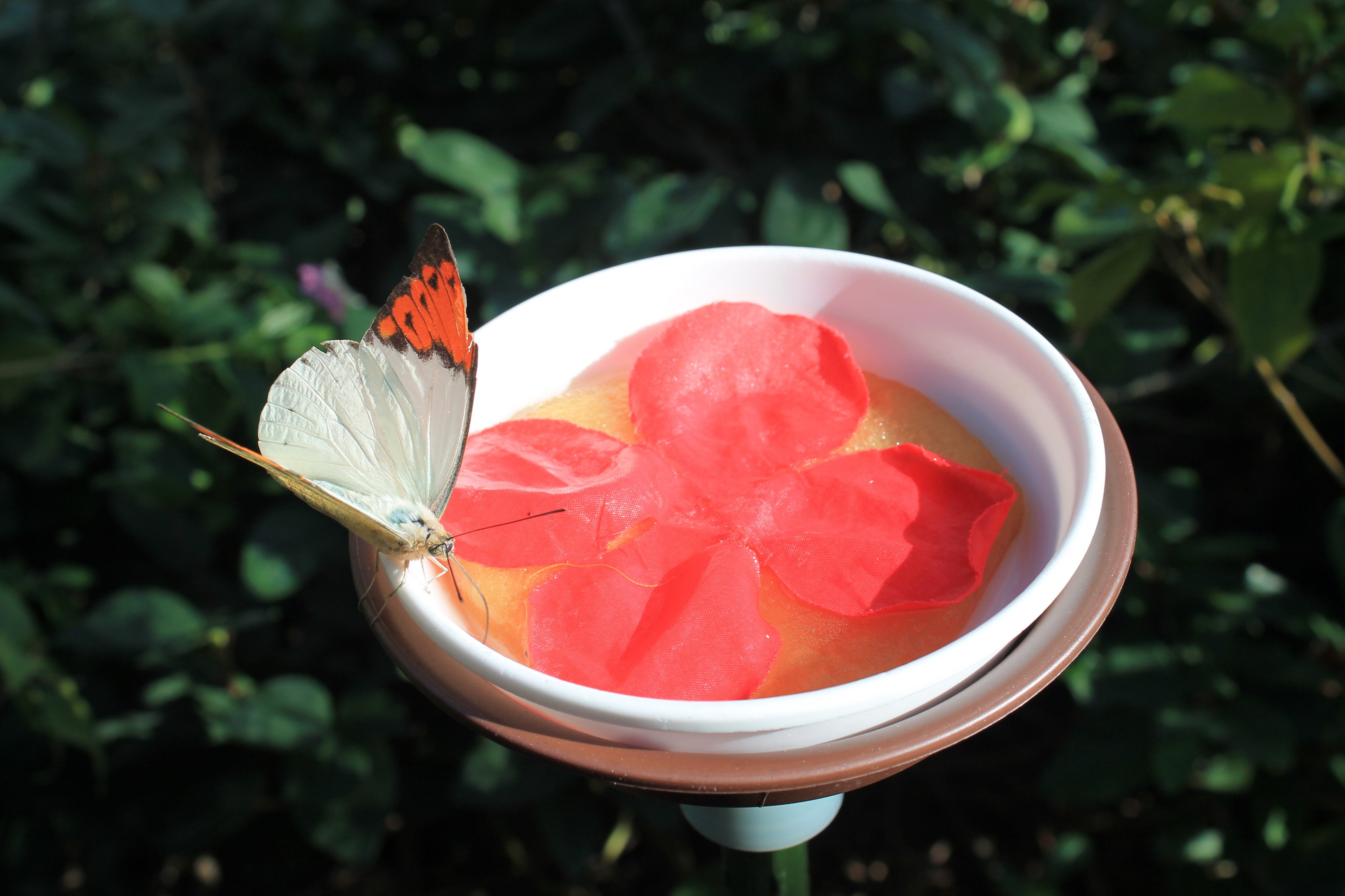 Great Orange-tip (Hebomoia glaucippe)