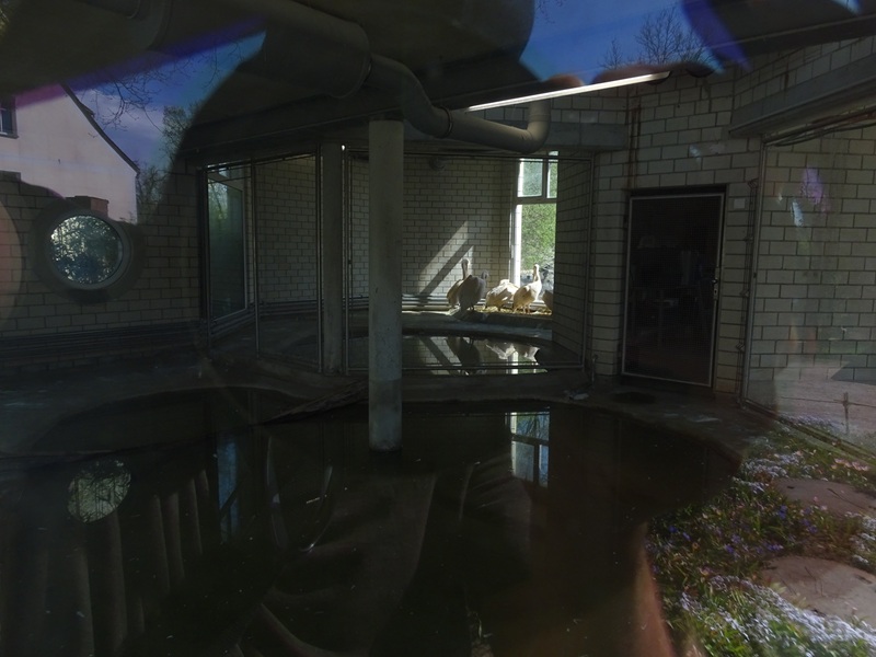 Great pelican indoor enclosure