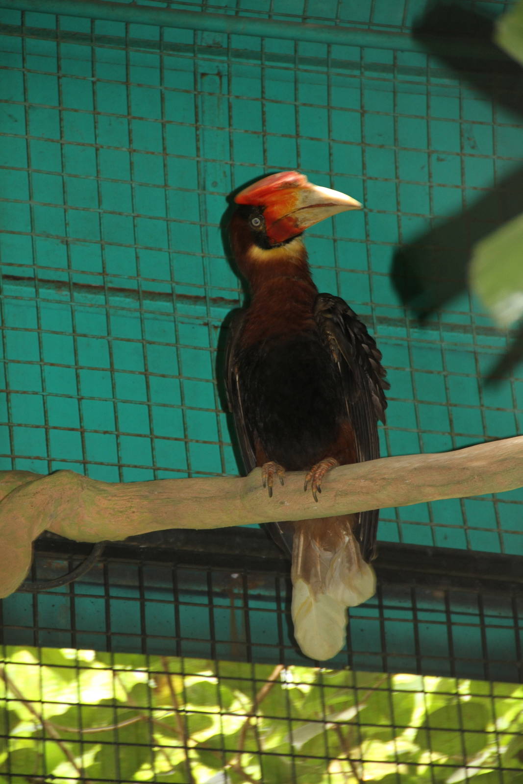 Great Philippine or Rufous Hornbill (Buceros hydrocorax)