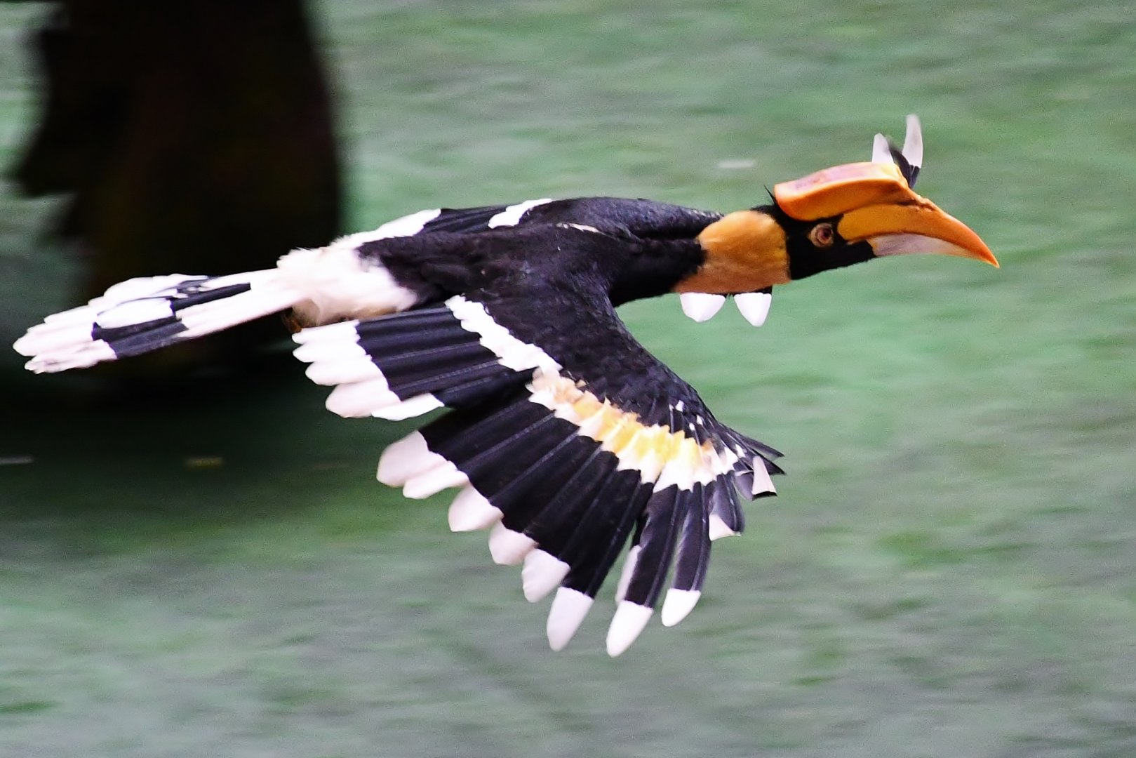 Great Pied Hornbill (Buceros bicornis)