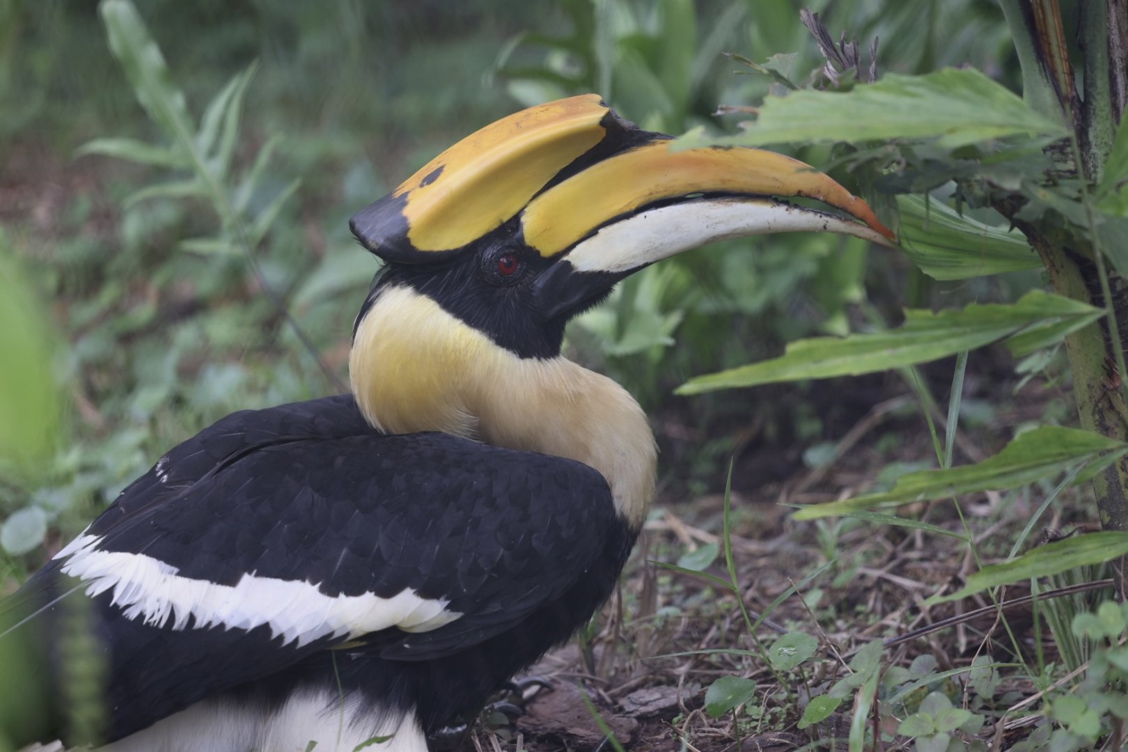 Great Pied Hornbill (Buceros bicornis)