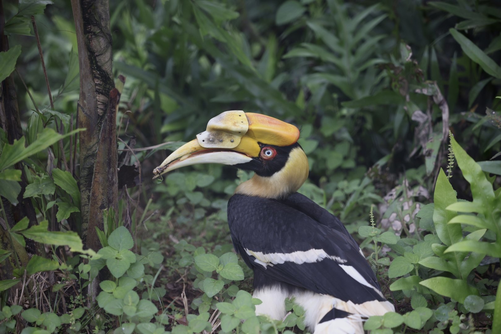 Great Pied Hornbill (Buceros bicornis)