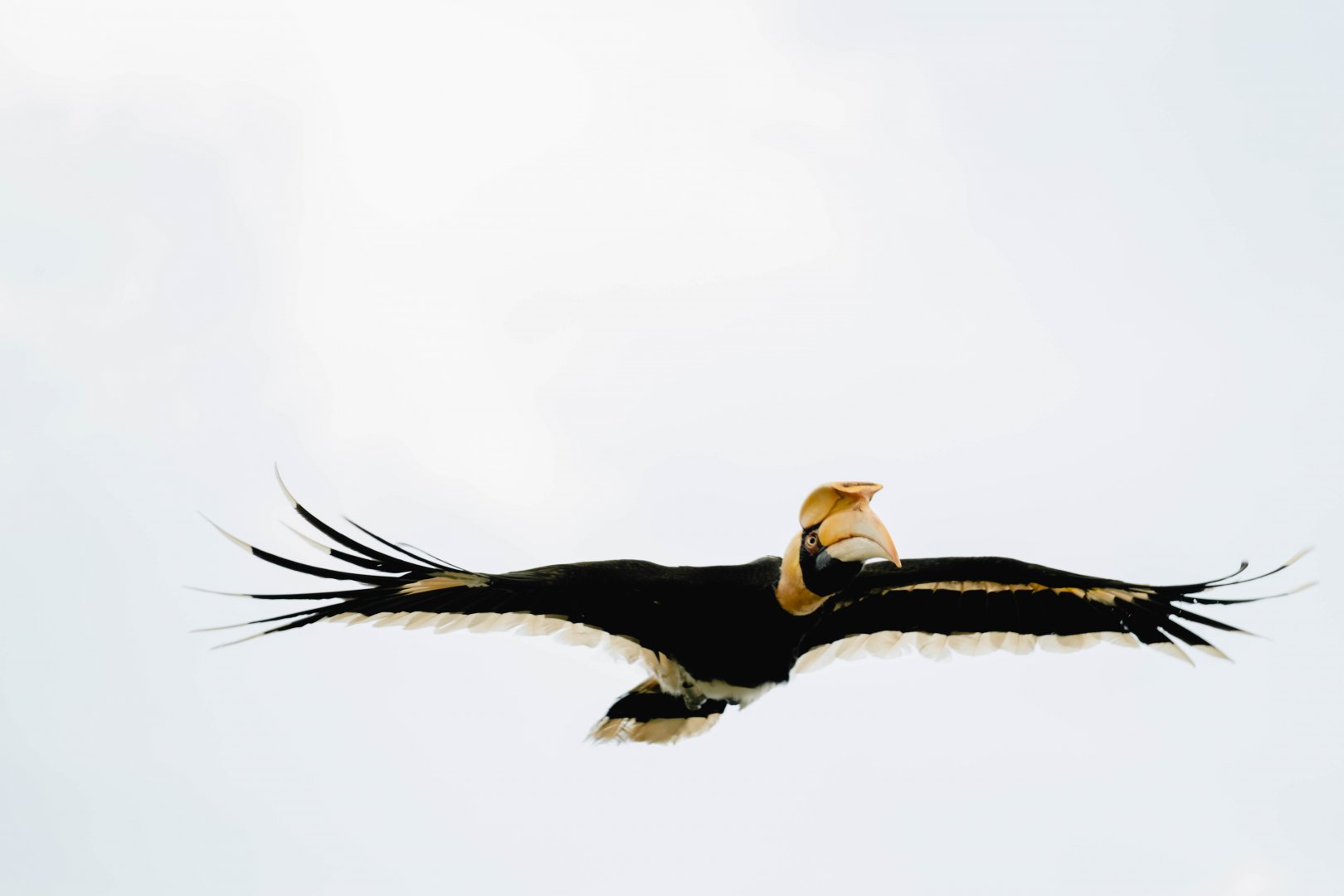 Great Pied Hornbill (Buceros bicornis)