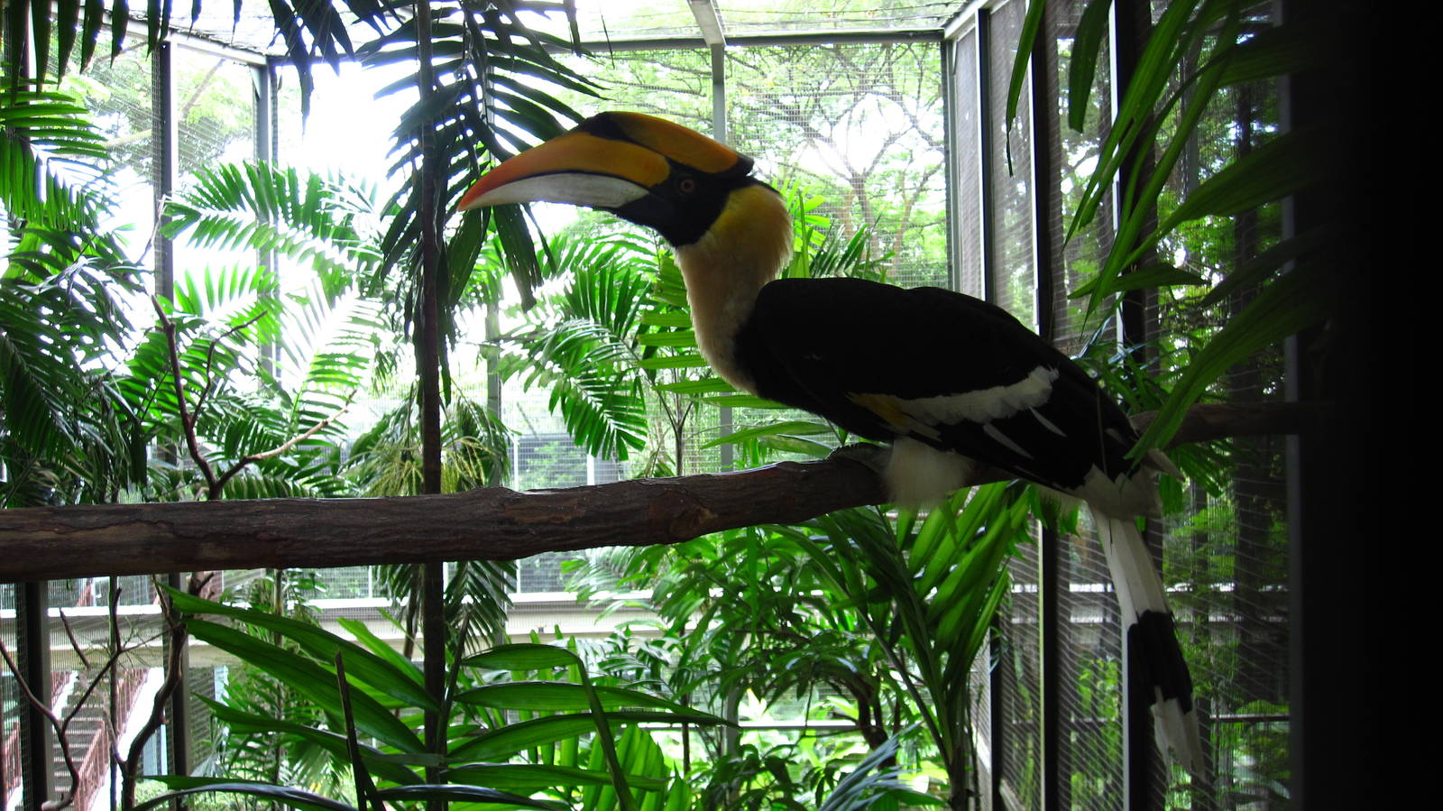 Great Pied Hornbill