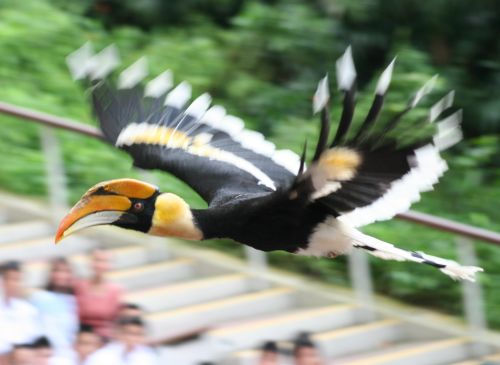 Great Pied Hornbill