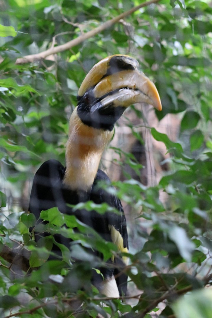 Great Pied Hornbill