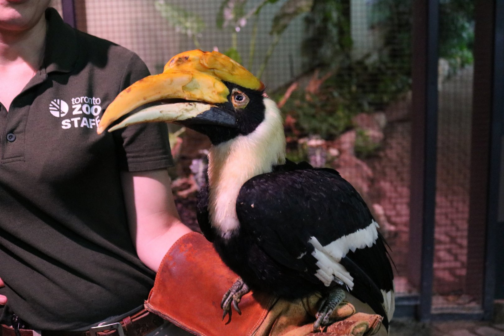 Great Pied Hornbill