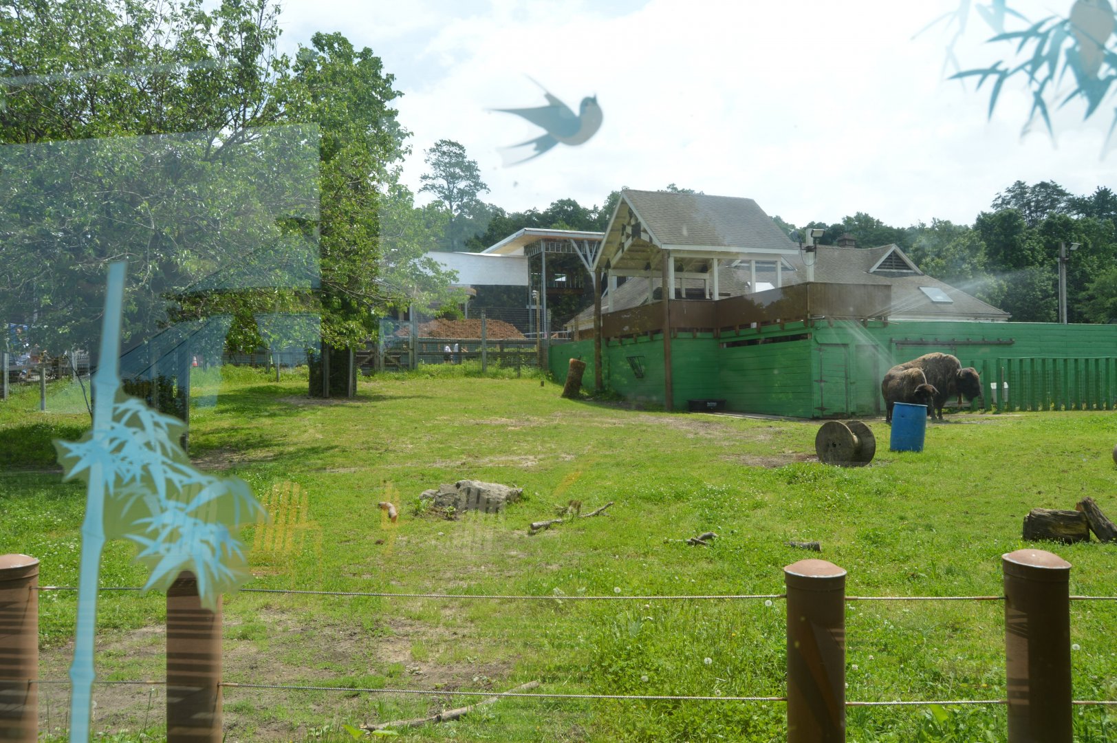 Great Plains - American Bison (Bison bison) Exhibit