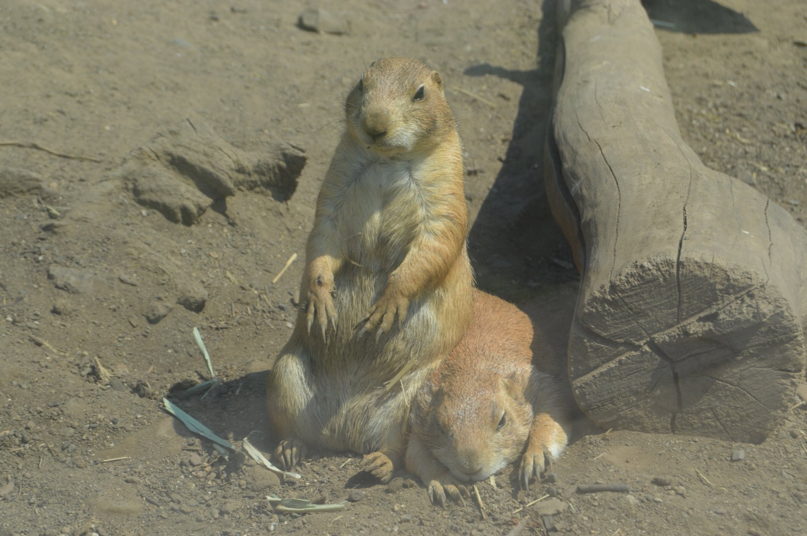 Great Plains - Black-tailed Prairie Dog (Cynomys ludovicianus)