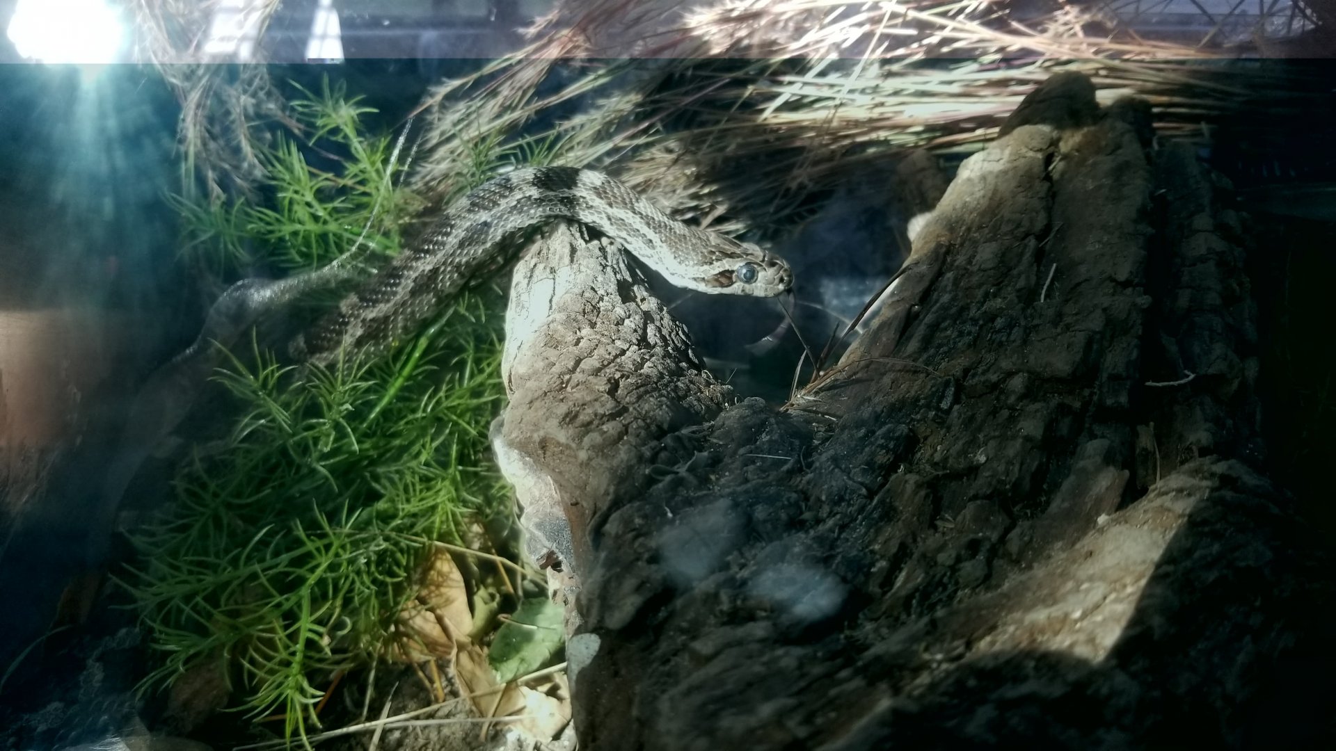 Great Plains Rat Snake