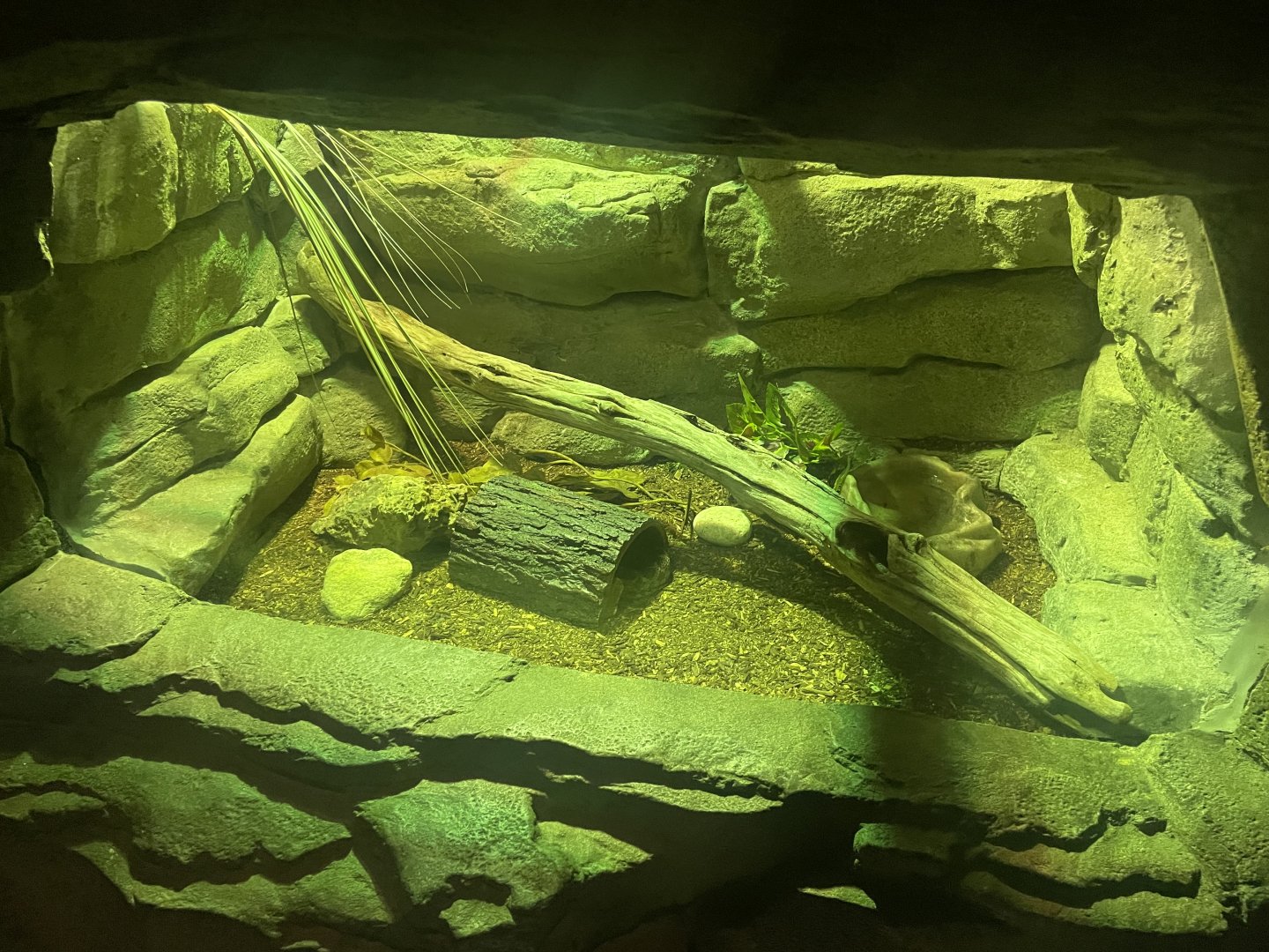 Great Plains Ratsnake Exhibit