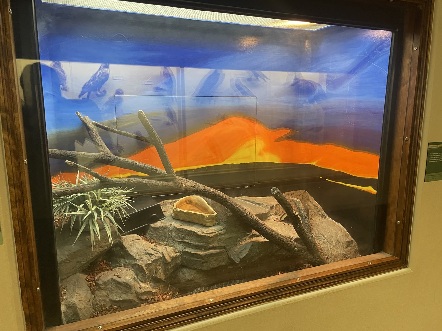 Great Plains Ratsnake Terrarium