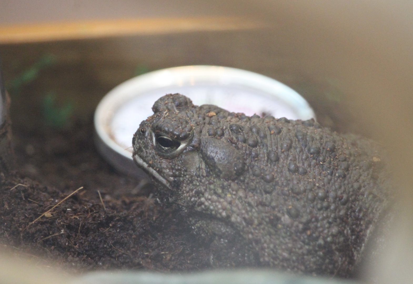 Great Plains Toad (Anaxyrus cognatus)