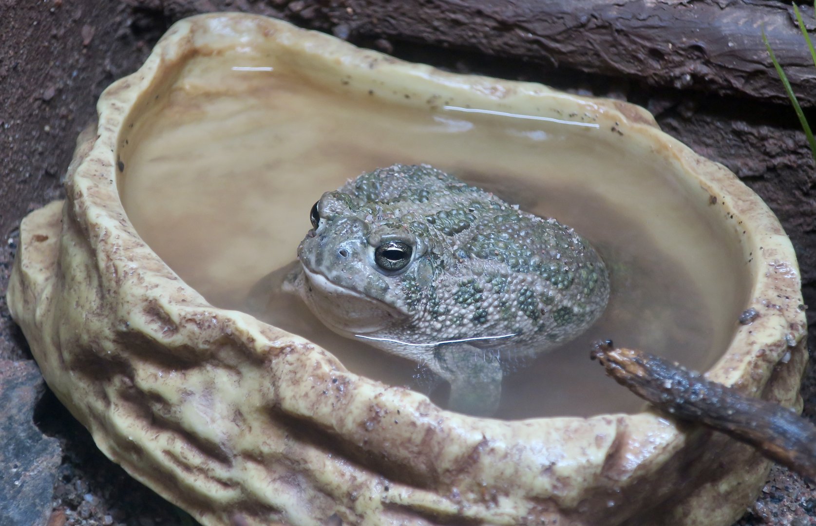 Great Plains Toad (Anaxyrus cognatus)