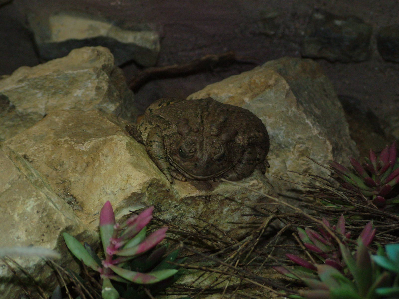 Great Plains Toad at Leipzig, 02/09/11